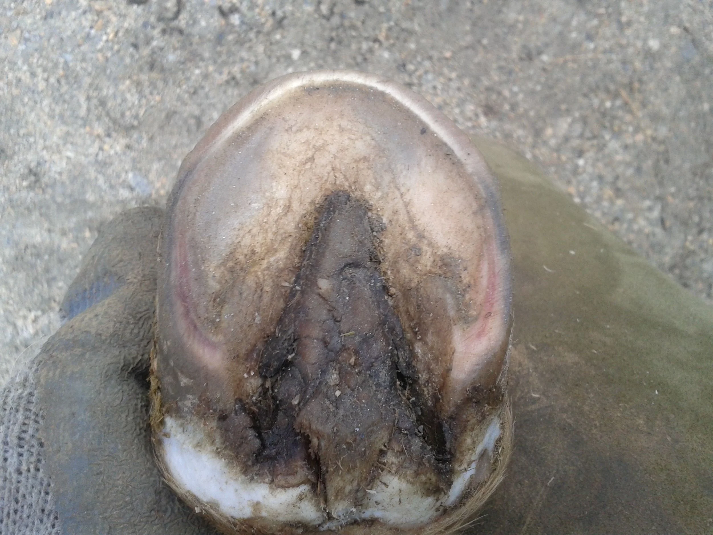 Hoof, Body &amp; Soul, Part III: Mission Impossible, unedited, by Gudrun Buchhofer. Blog 80, case # 80