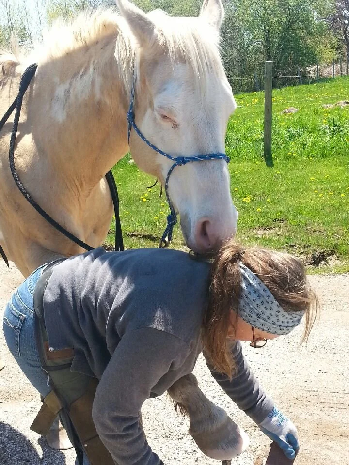 Hoof, Body &amp; Soul, Part III: Mission Impossible, unedited, by Gudrun Buchhofer. Blog 81, case # 81