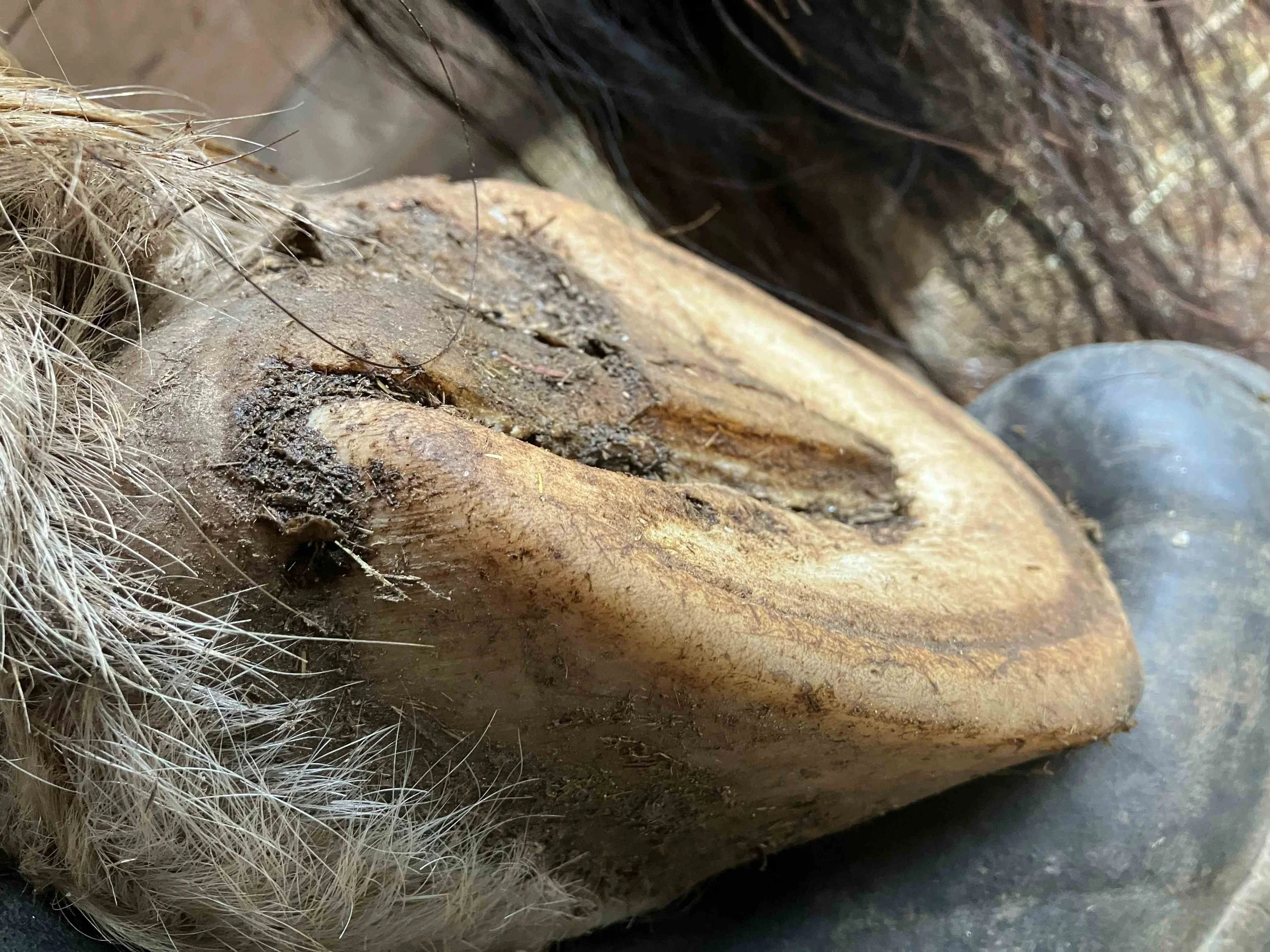 Hoof, Body &amp; Soul, Part III: Mission Impossible, unedited, by Gudrun Buchhofer. Blog 82, case # 82