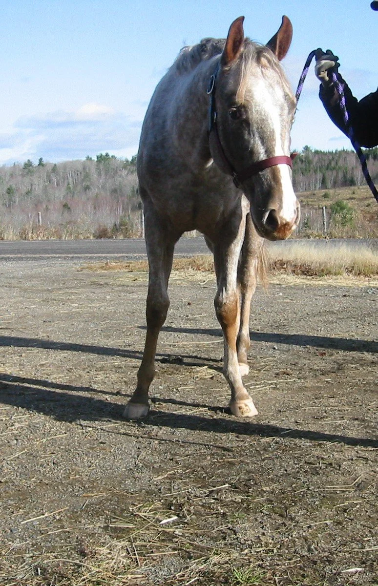 Hoof, Body &amp; Soul, Part III: Mission Impossible, unedited, by Gudrun Buchhofer. Blog 83, case # 83