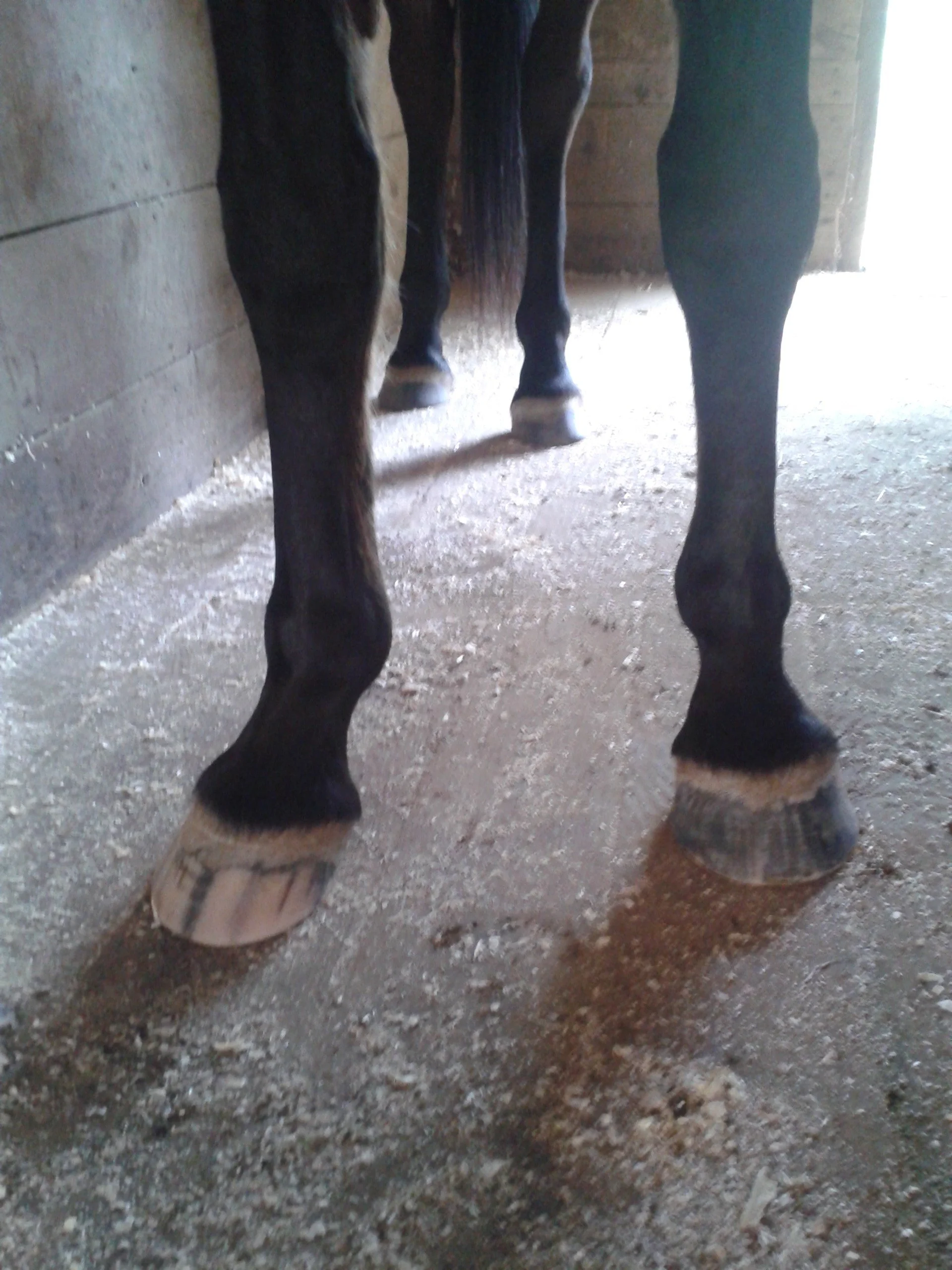 Hoof, Body &amp; Soul, Part III: Mission Impossible, unedited, by Gudrun Buchhofer. Blog 84, case # 84