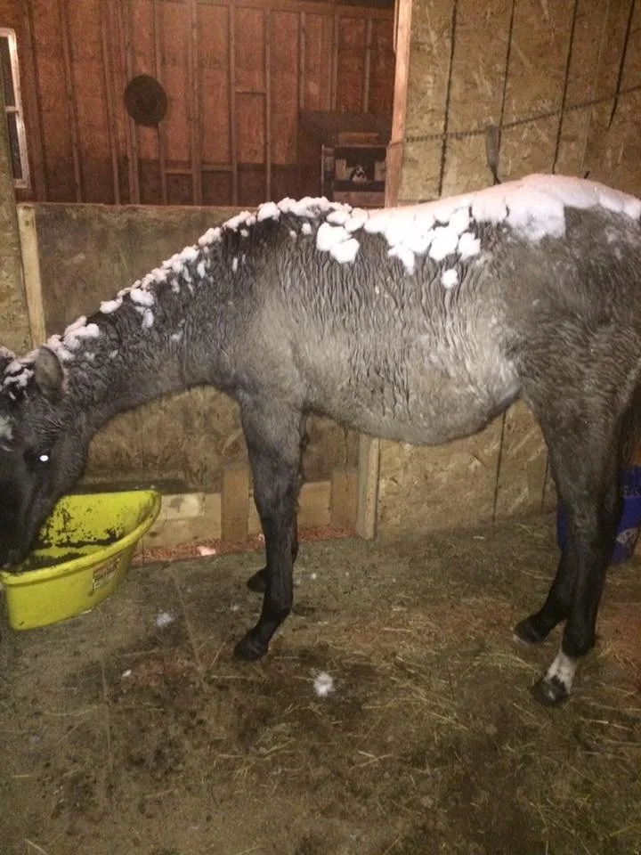 Hoof, Body &amp; Soul, Part III: Mission Impossible, unedited, by Gudrun Buchhofer. Blog 85, case # 85