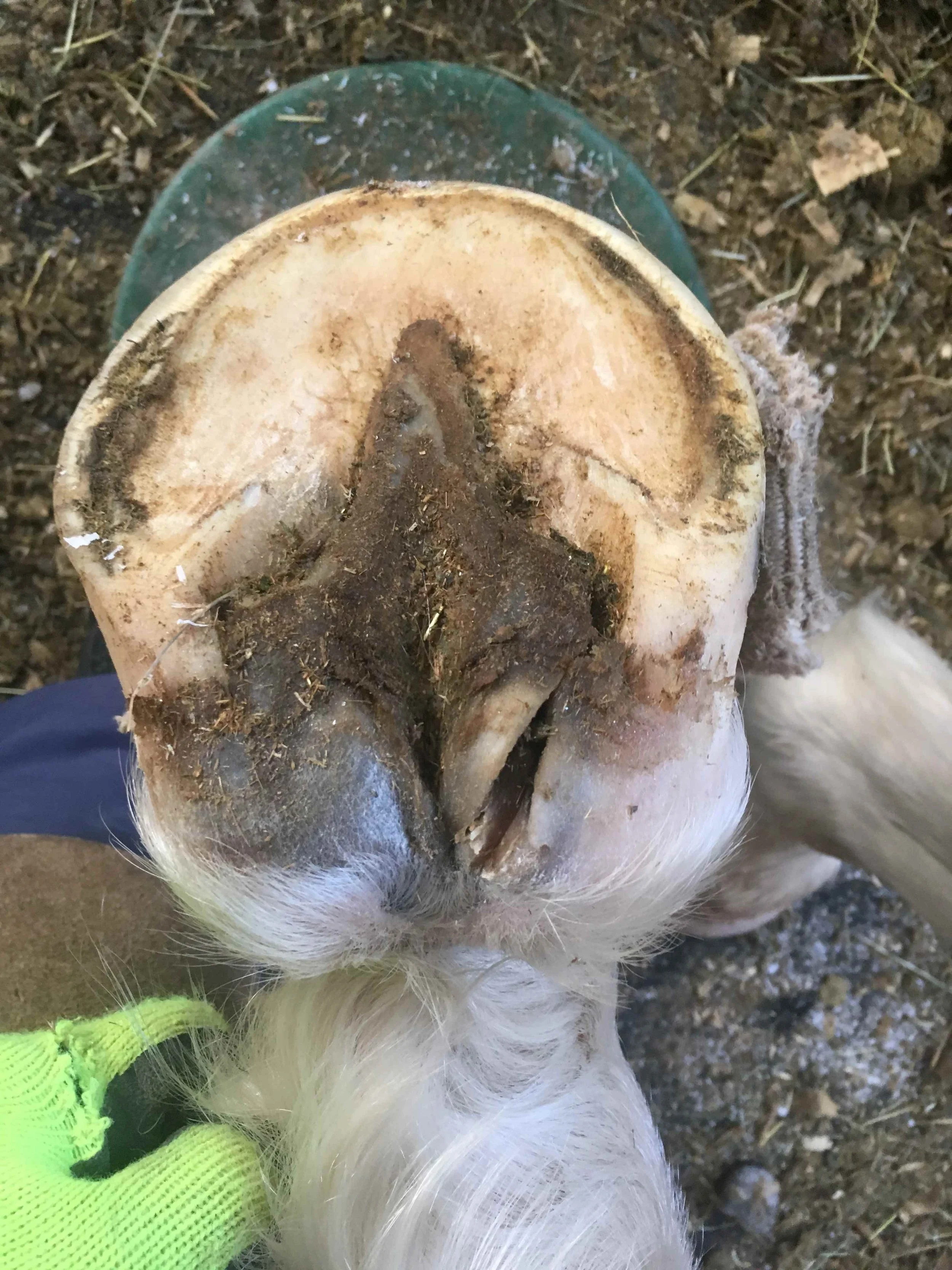 Hoof, Body &amp; Soul, Part III: Mission Impossible, unedited, by Gudrun Buchhofer. Blog 86, case # 86