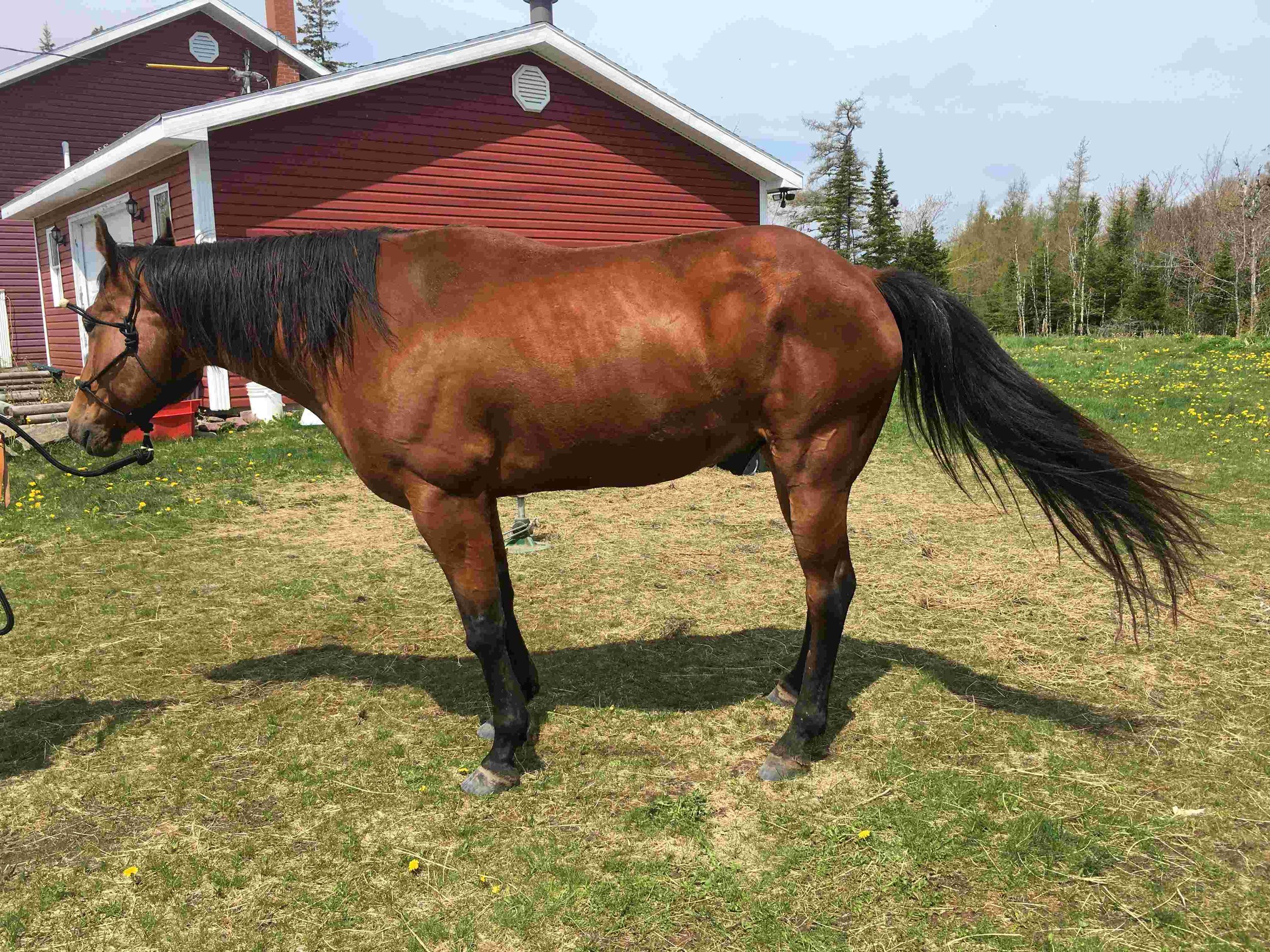 Hoof, Body &amp; Soul, Part III: Mission Impossible, unedited, by Gudrun Buchhofer. Blog 87, case # 87