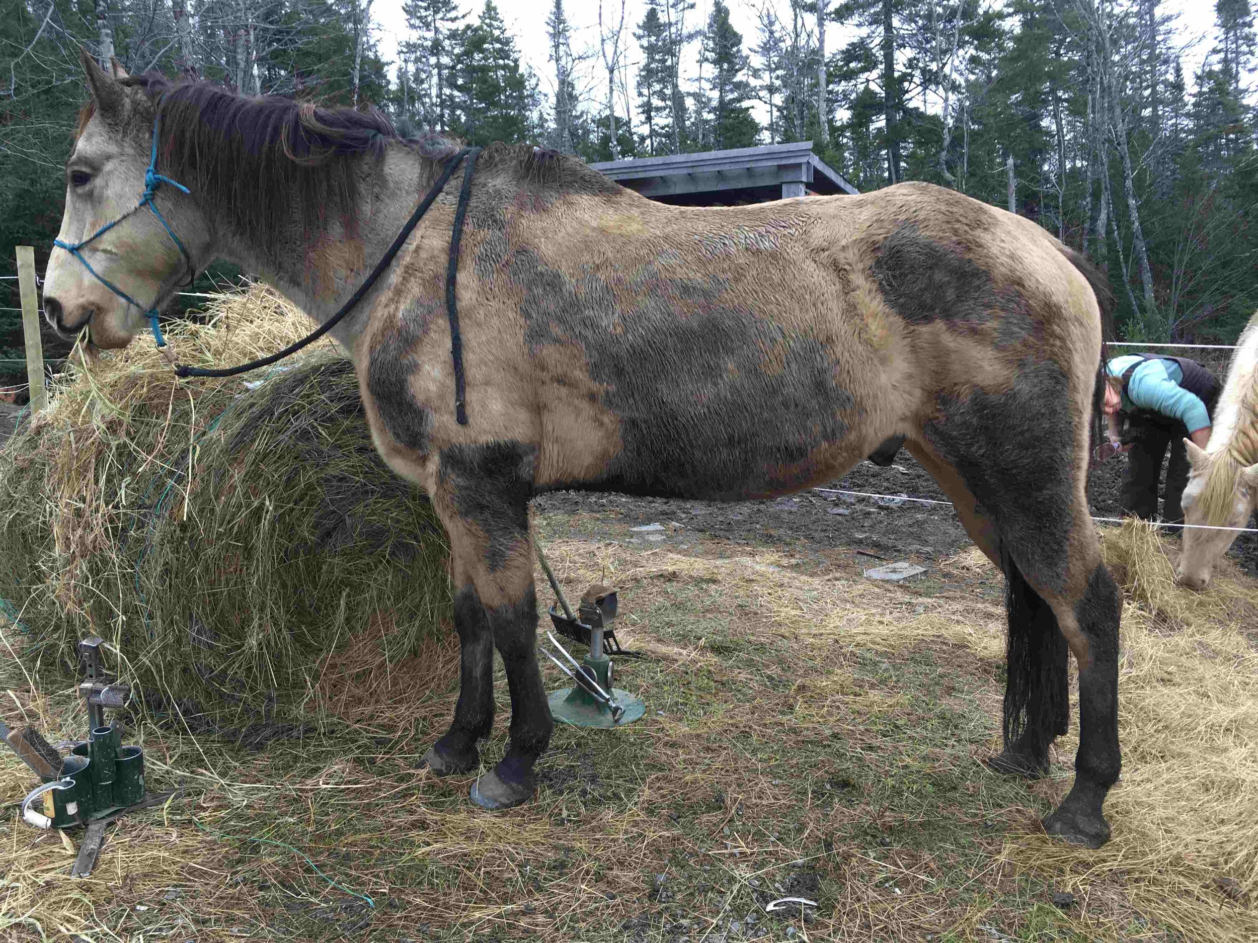 Hoof, Body &amp; Soul, Part III: Mission Impossible, unedited, by Gudrun Buchhofer. Blog 88, case # 88