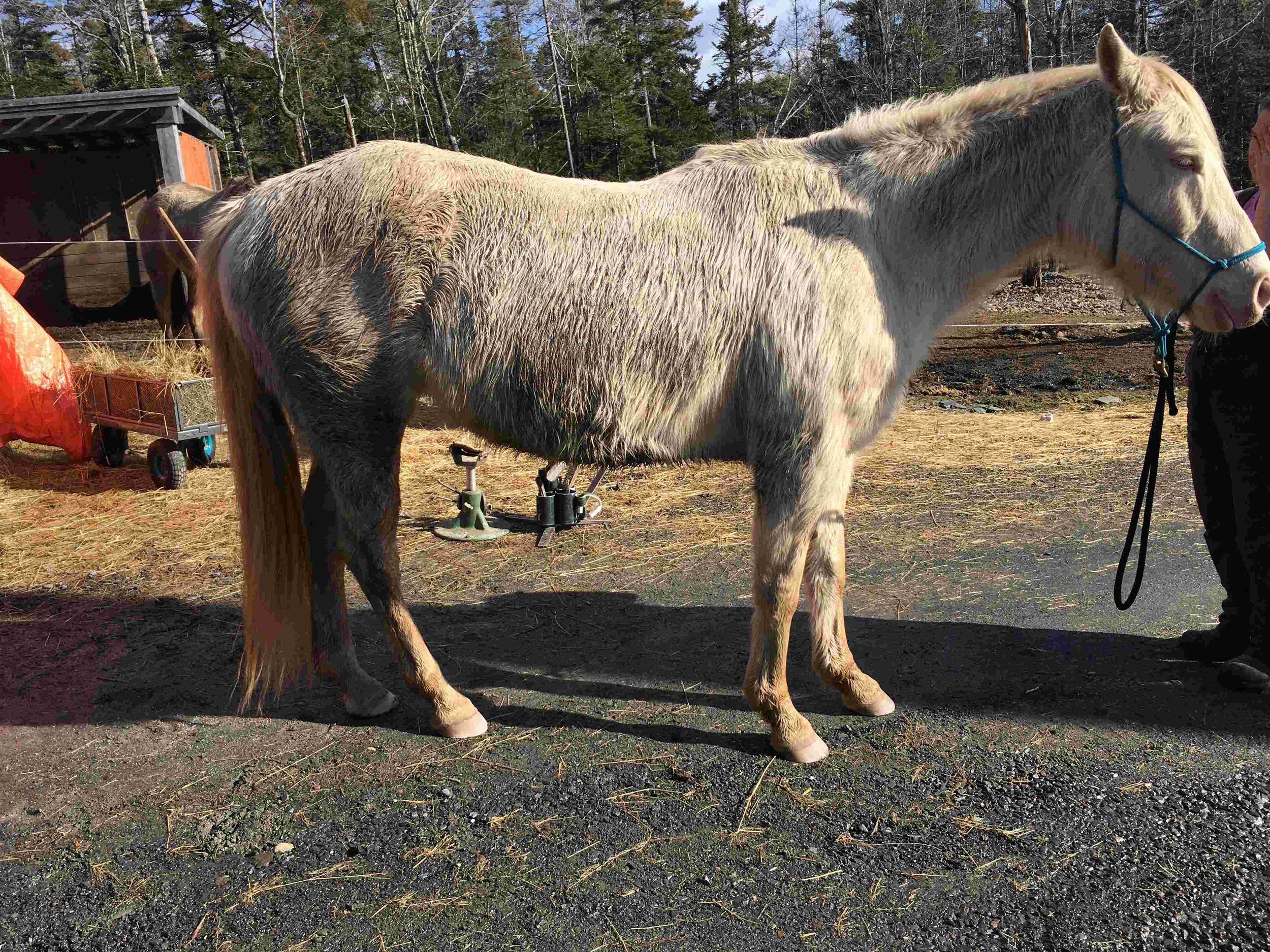 Hoof, Body &amp; Soul, Part III: Mission Impossible, unedited, by Gudrun Buchhofer. Blog 89, case # 89