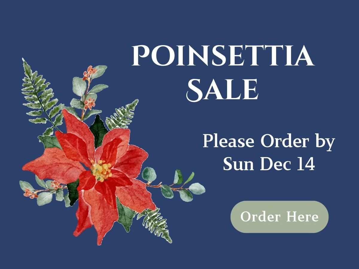 blue poinsetta (2).jpg