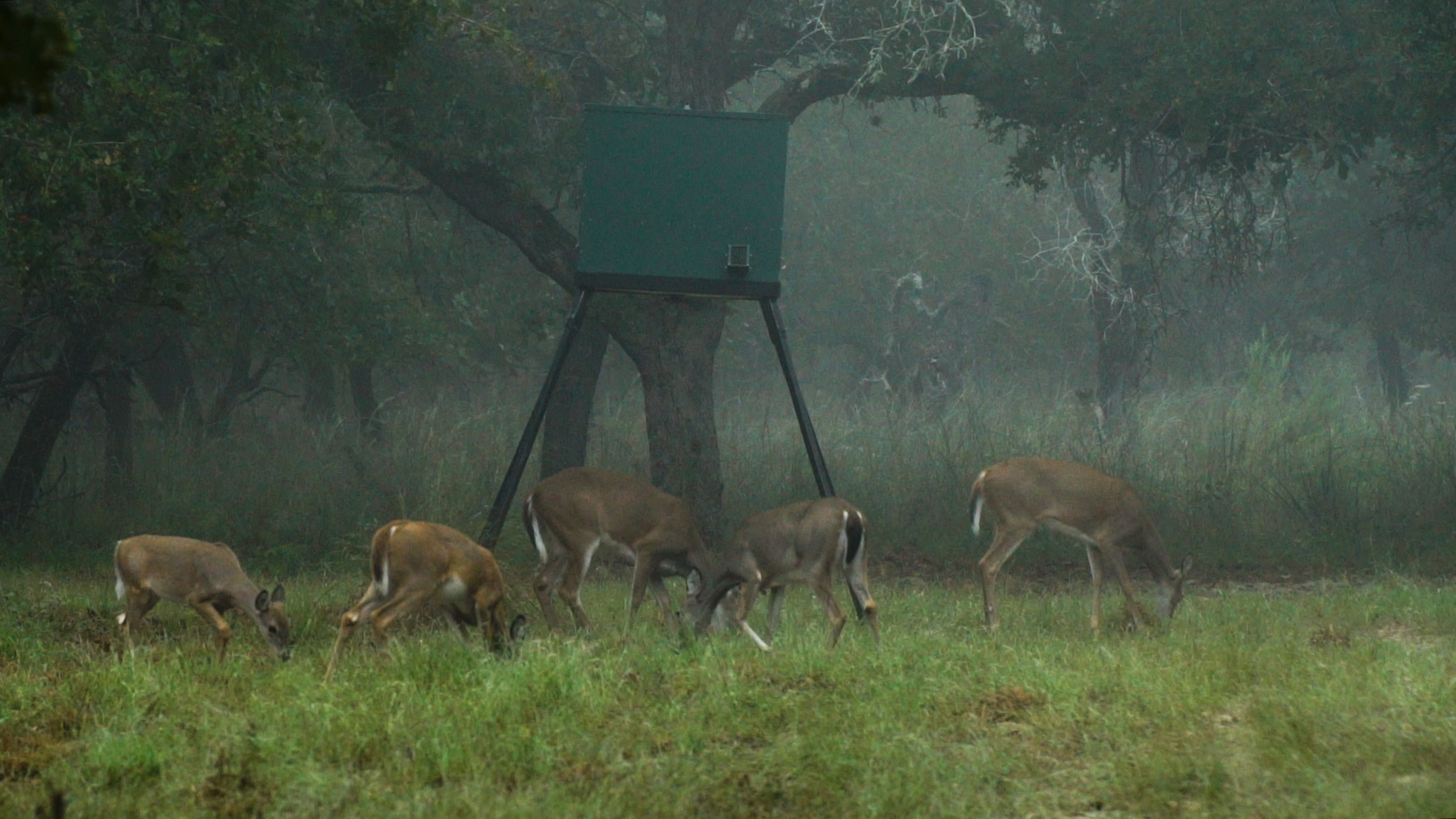 Win A Deer Farm