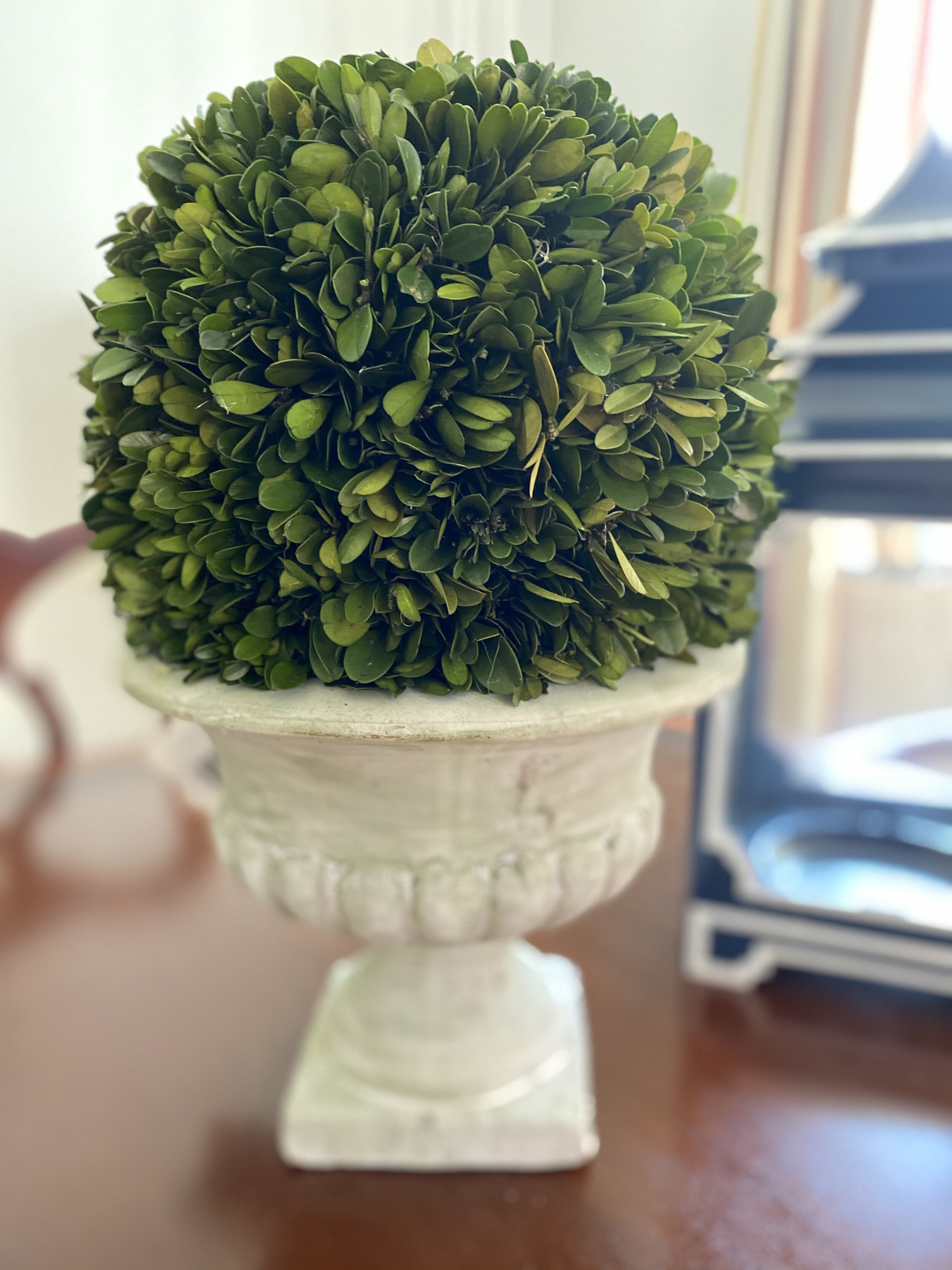Preserved Boxwood Ball in Footed Urn