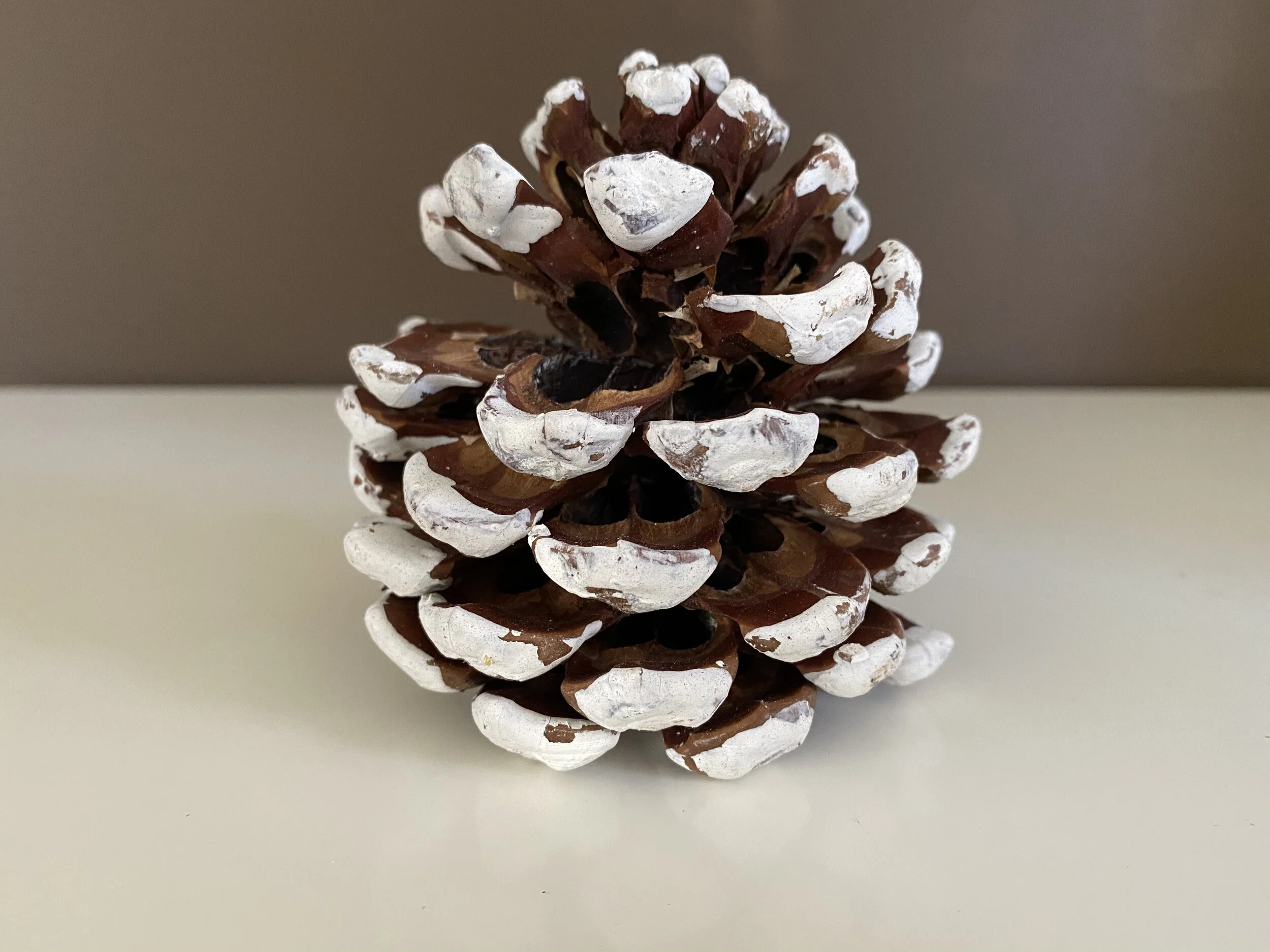 Pinea White Tip Pine Cone