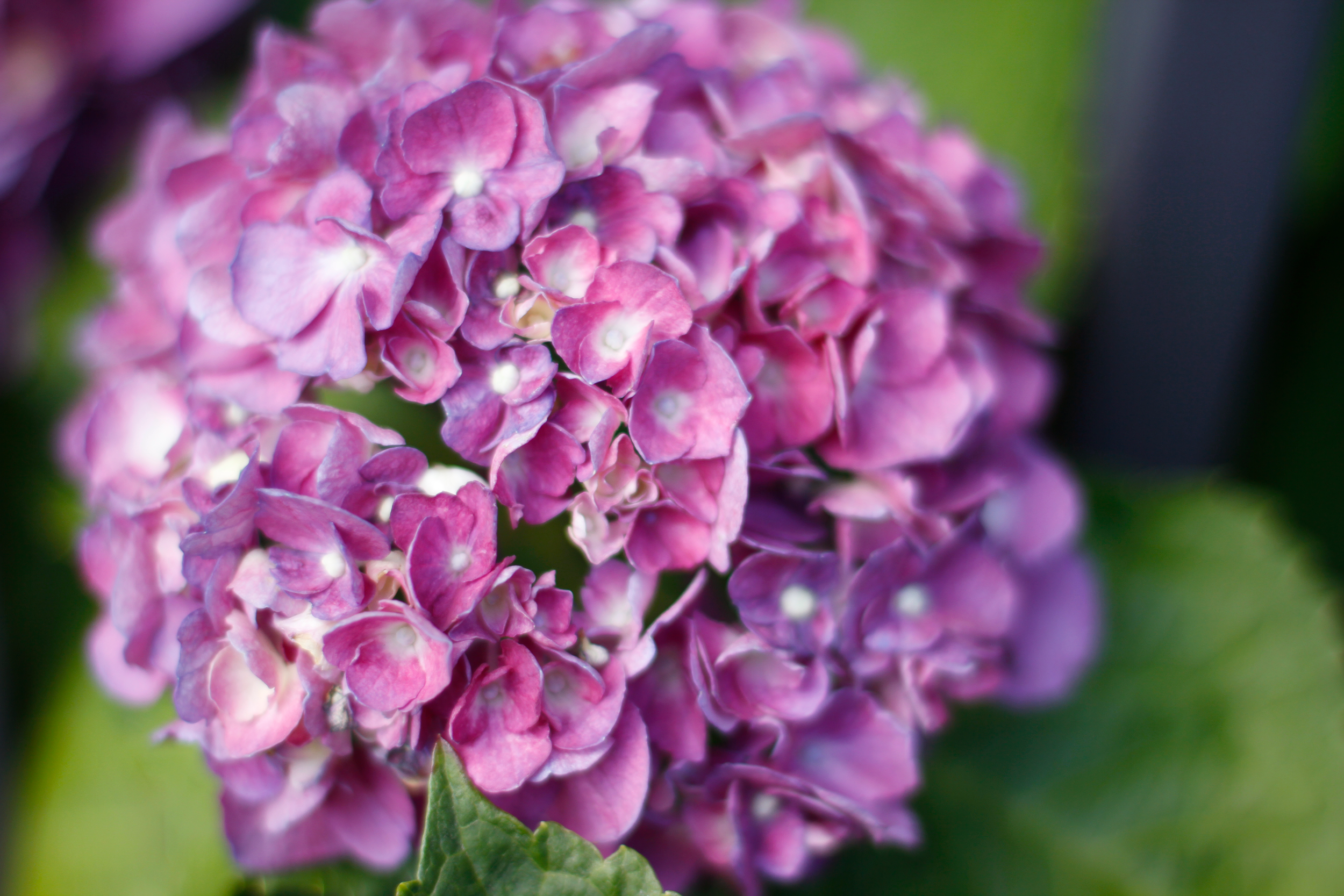 hydrangeaSM.png