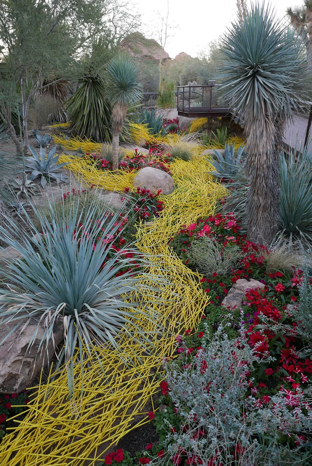 A flood of yellow wooden rods flows through the muted desert to highlight the existing heritage plants. Eddies of red garden flowers, unusual in such a landscape, are found at the edges of the flow. 