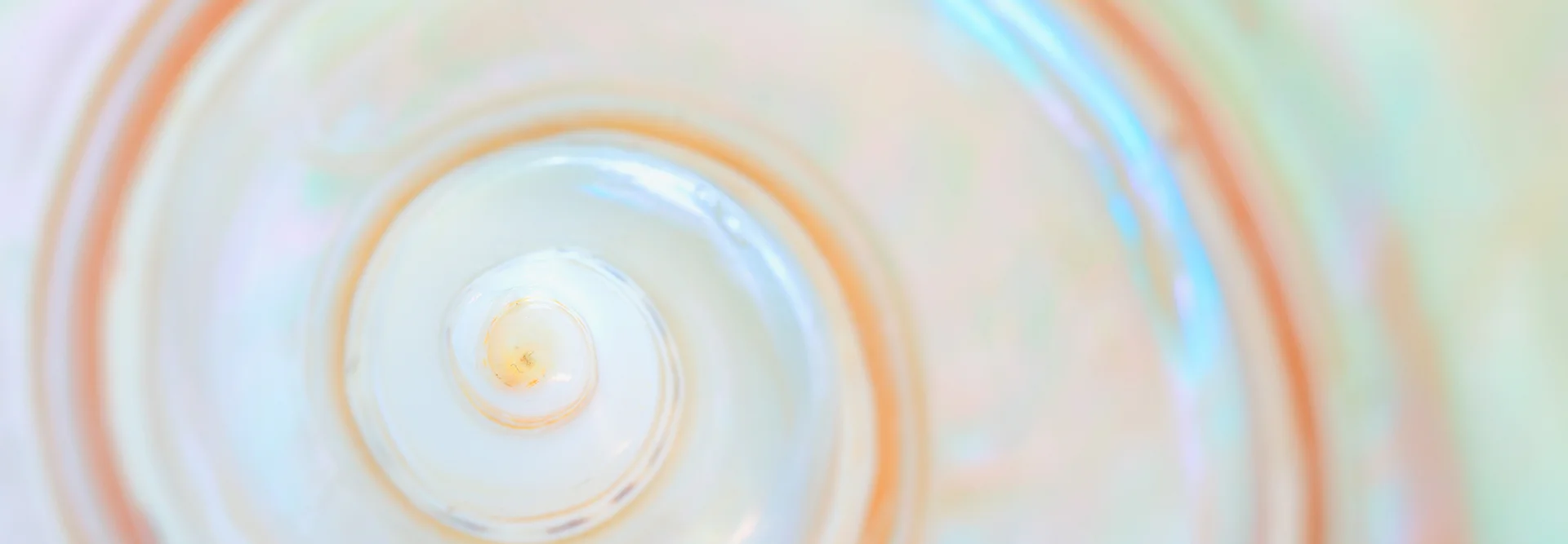 swirl-shell.jpg