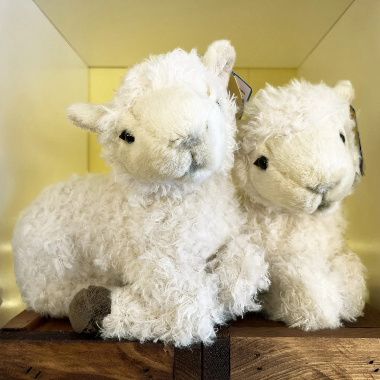 IMG_6558 Shooky the Sheep.jpg