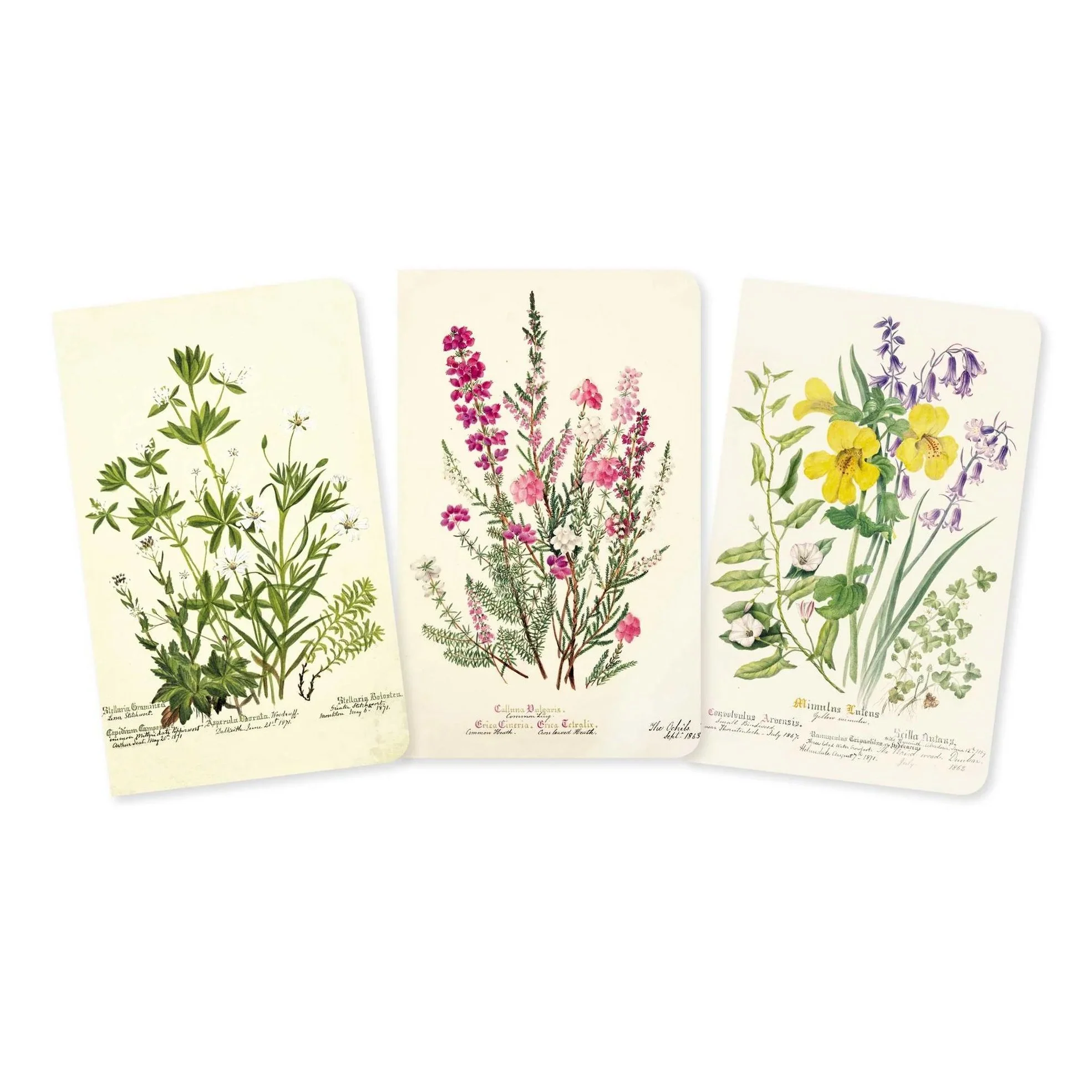 Royal Botanic Garden Edinburgh Set of 3 Mini Notebooks*.jpg