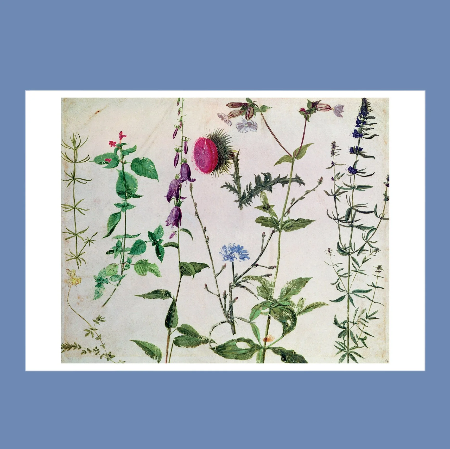 Hans Hoffmann: Eight Studies of Plants Notecard