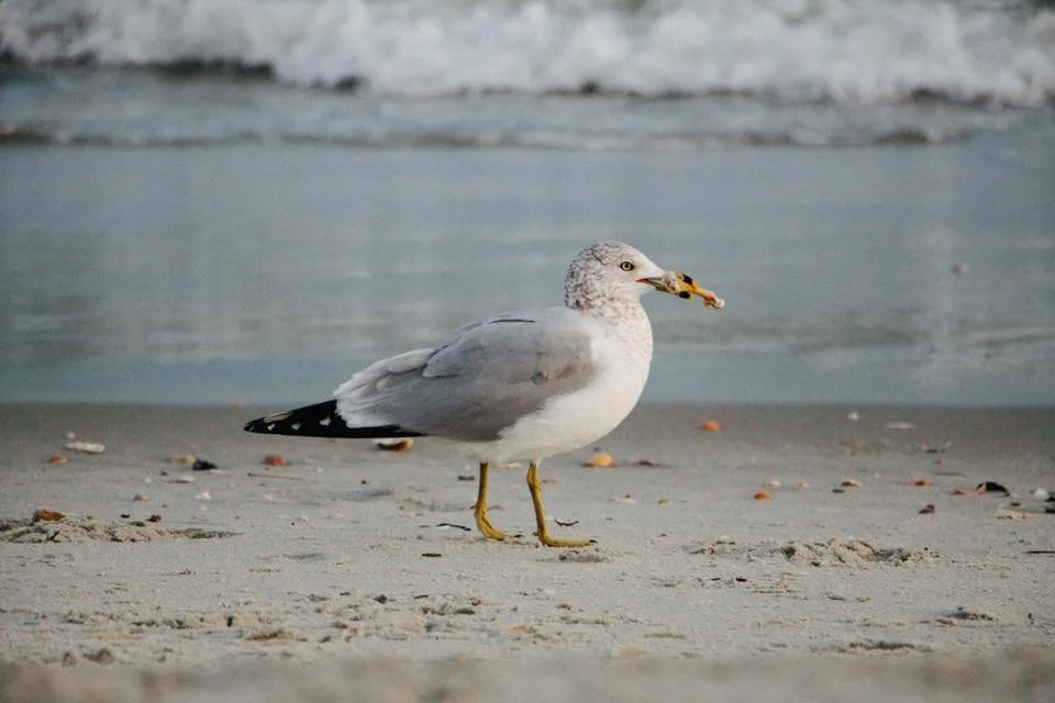 Myrtle Beach, SC