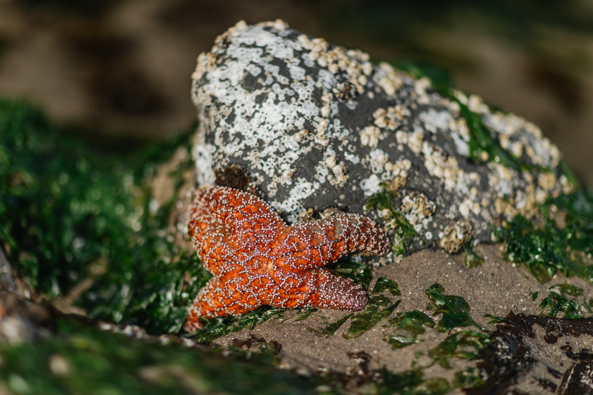 Cannon Beach, OR