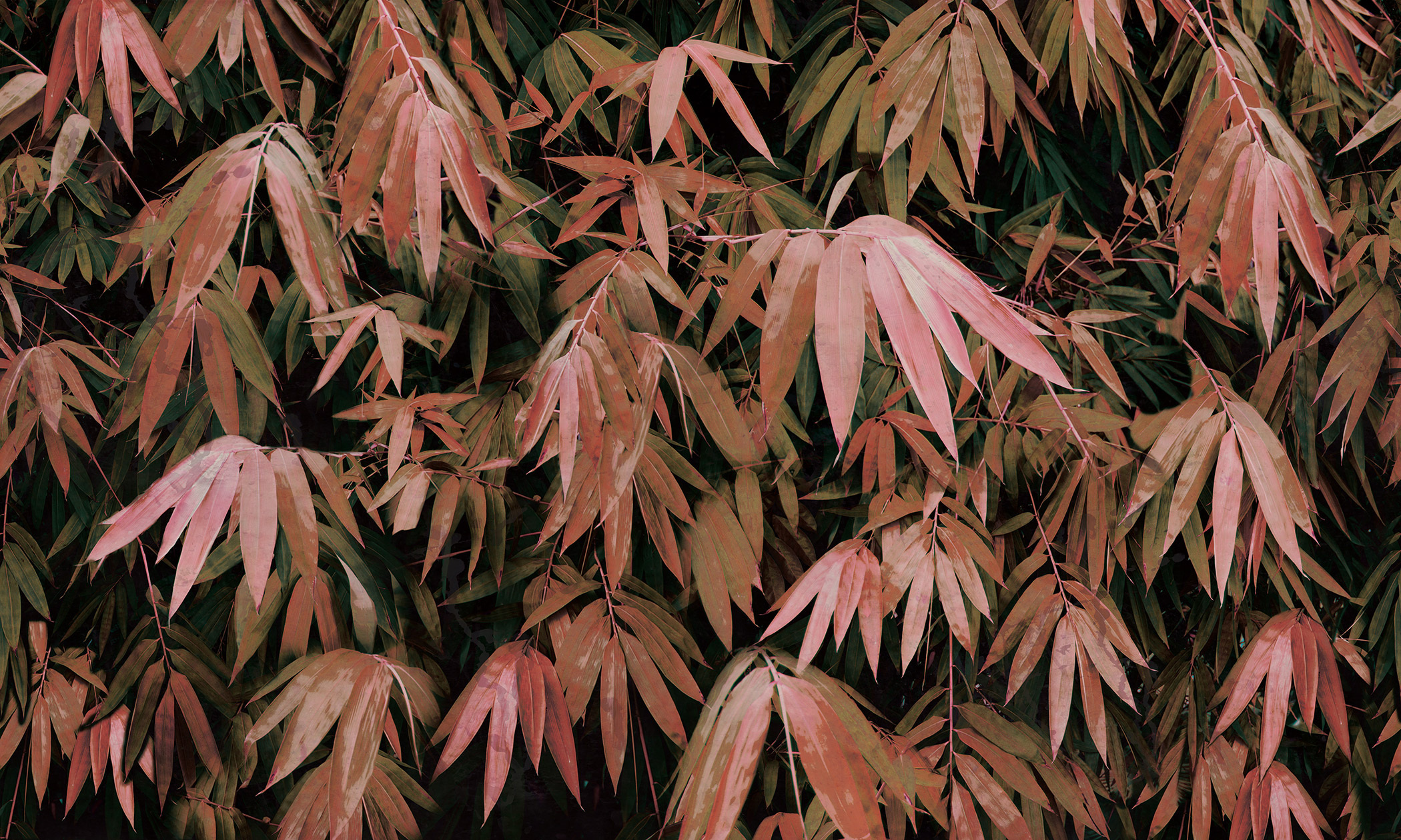 Bamboo-2_12-N_5000x3000-LO-RES.jpg