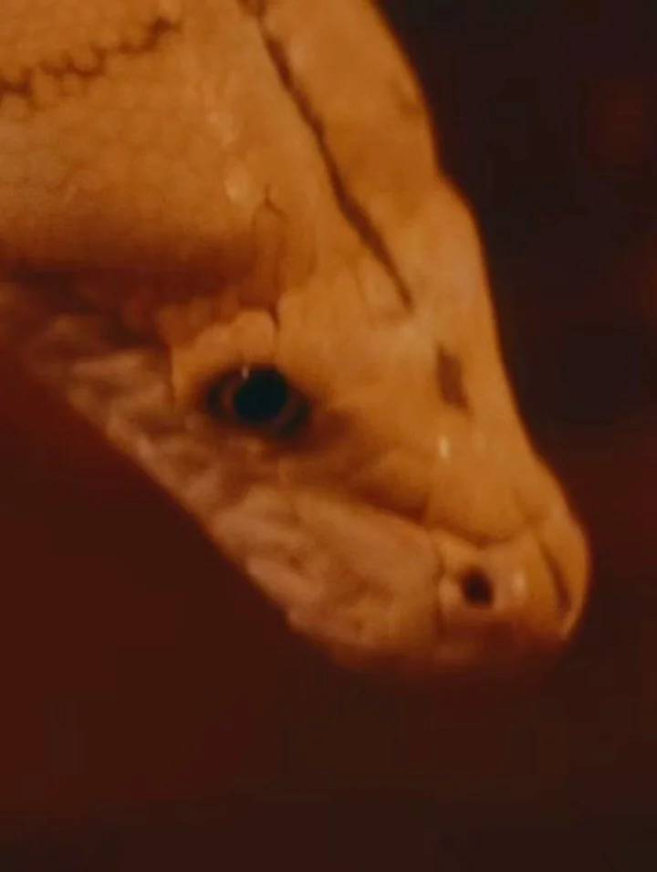 Step into the shadows.
Meet VAYNE. Meet THORNE.
The night has new rulers&hellip; and their story begins with this release. Vampz out now!🩸🦇