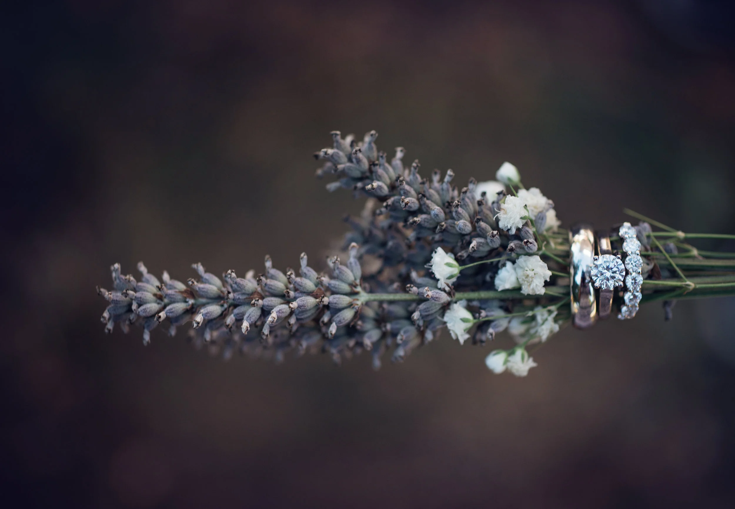 Stephanie Dyane Photography-2017-9727*.jpg