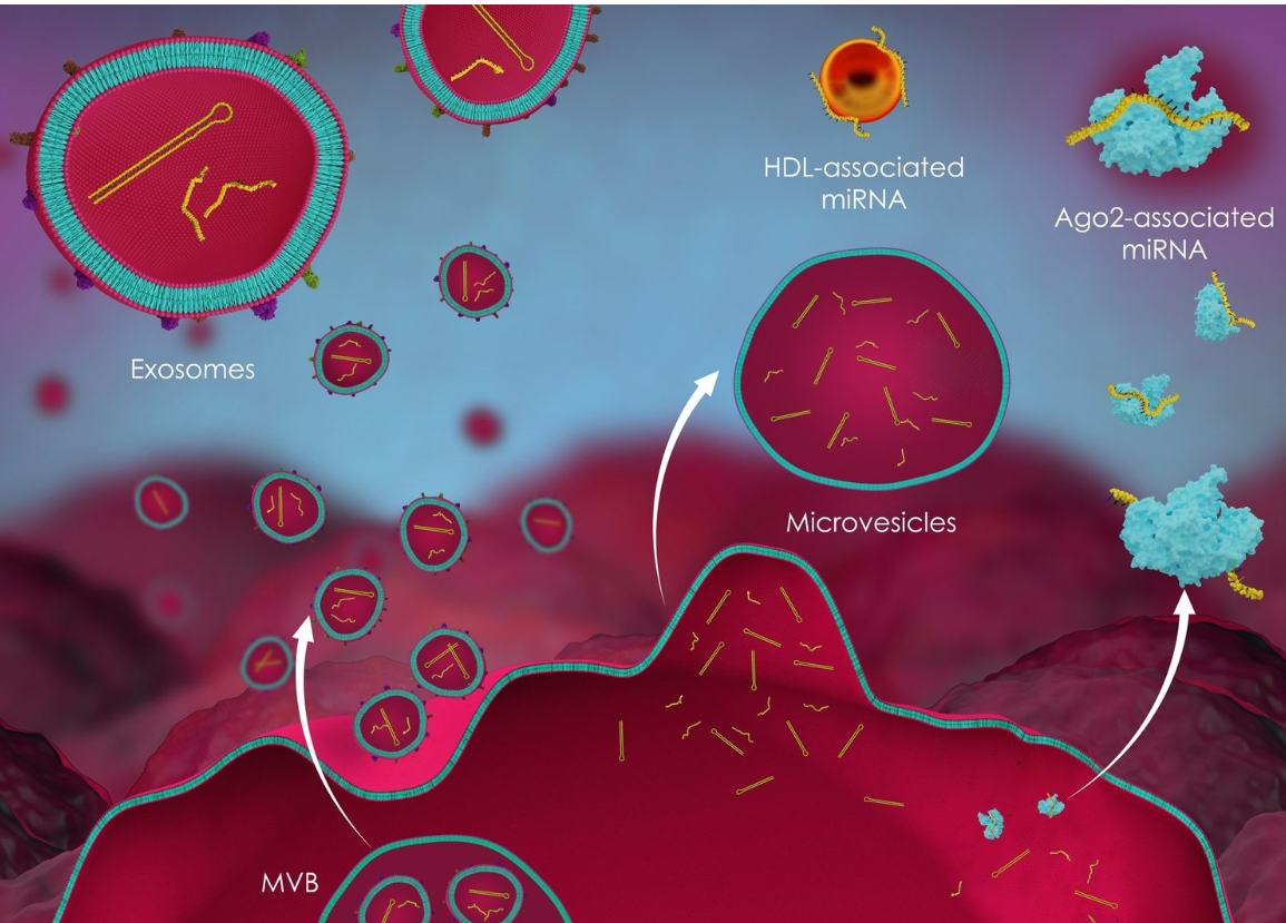 Exploring the Exciting World of Exosomes in Skin Care