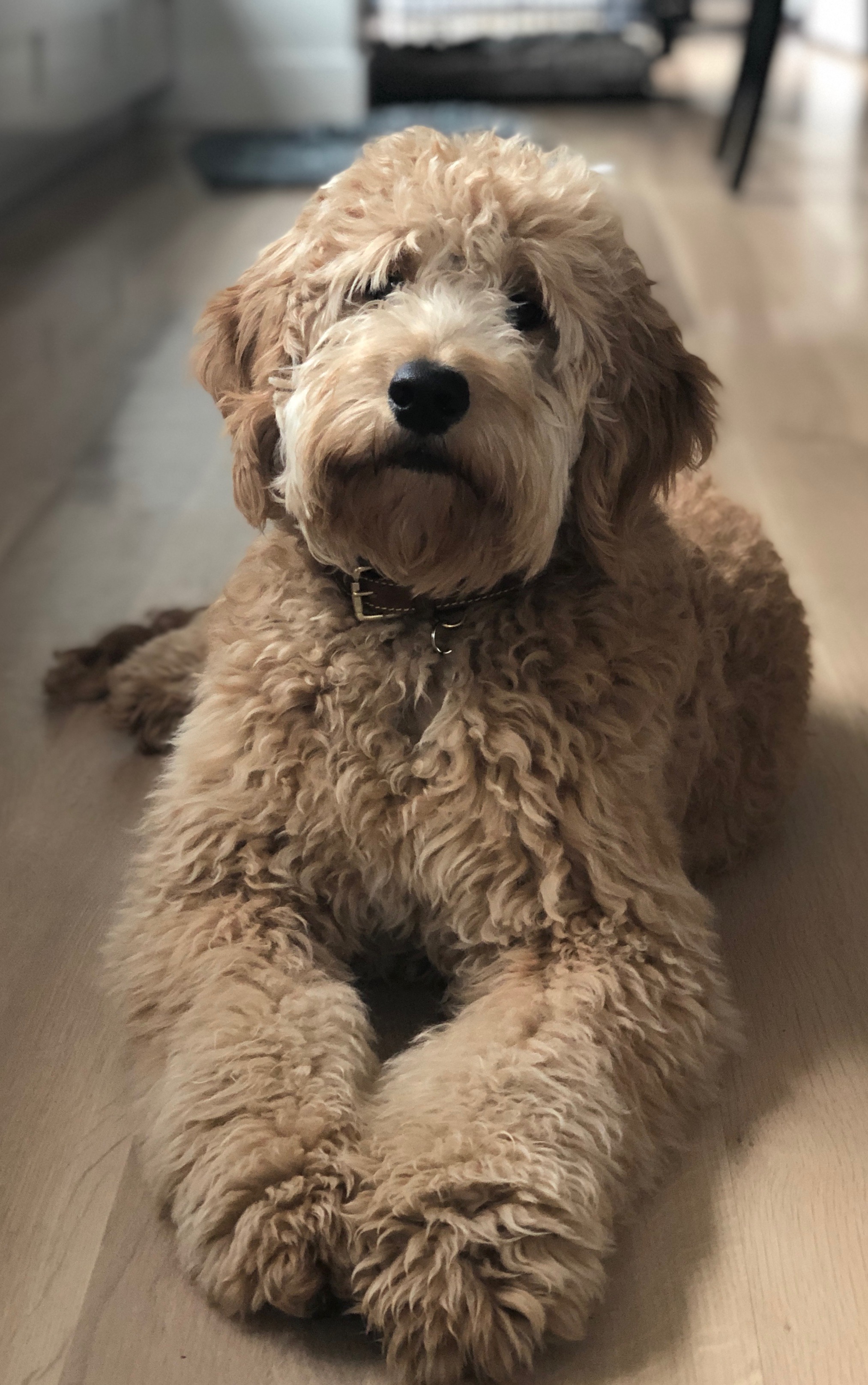 multigenerational goldendoodle