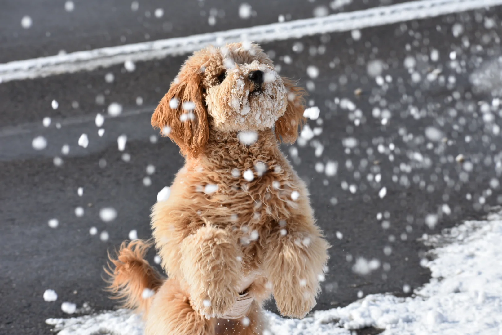 What is a Goldendoodle? Northridge Doodles