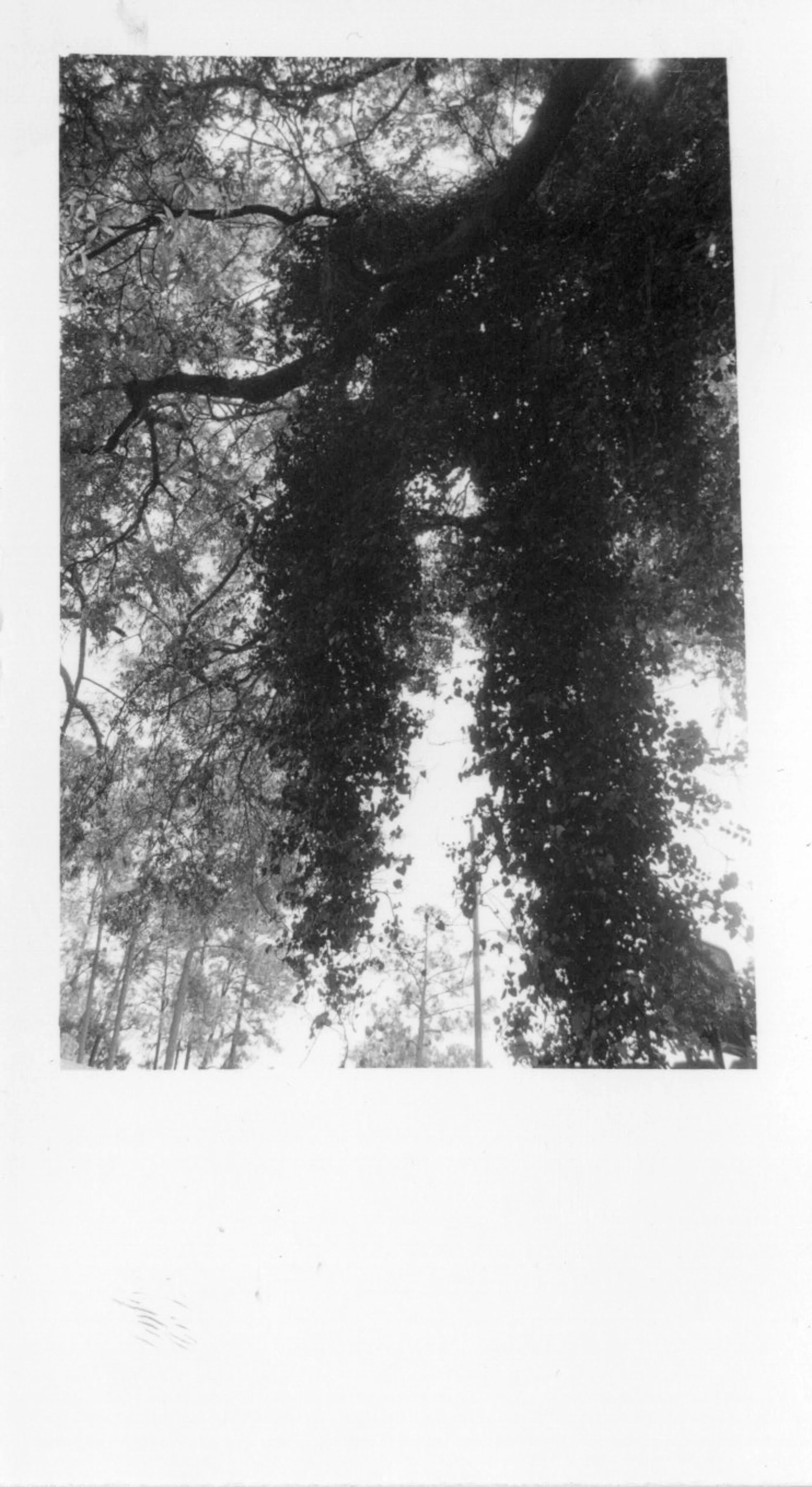 Kudzu_Fulmer_Alley.jpg