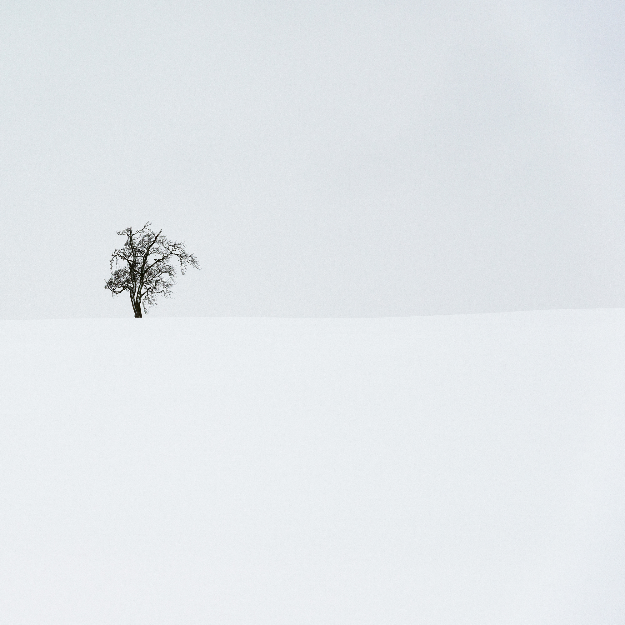 Snow Tree