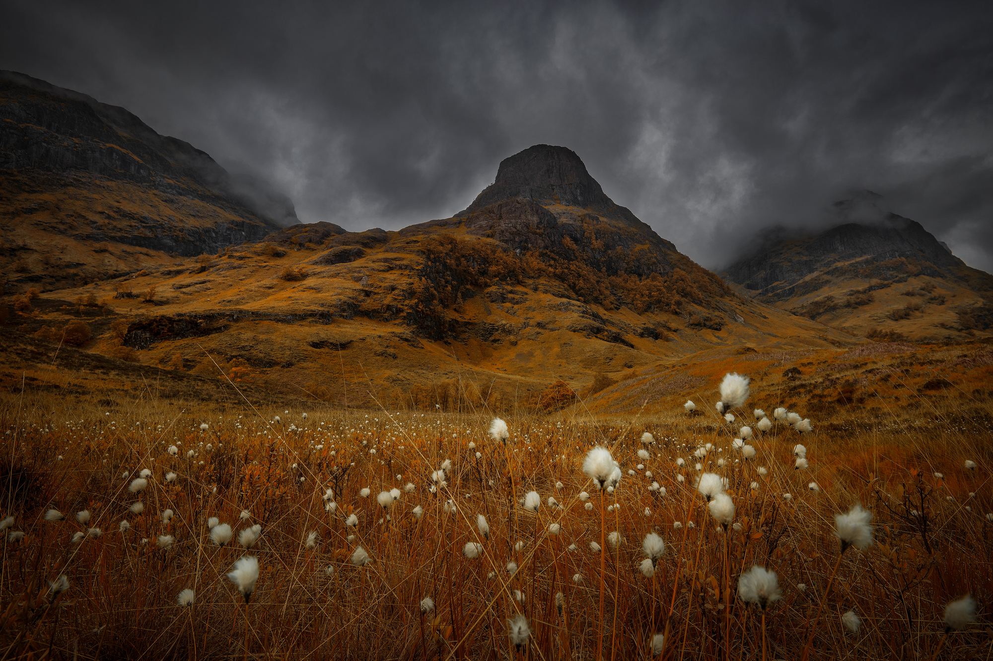 cotton grass.jpg