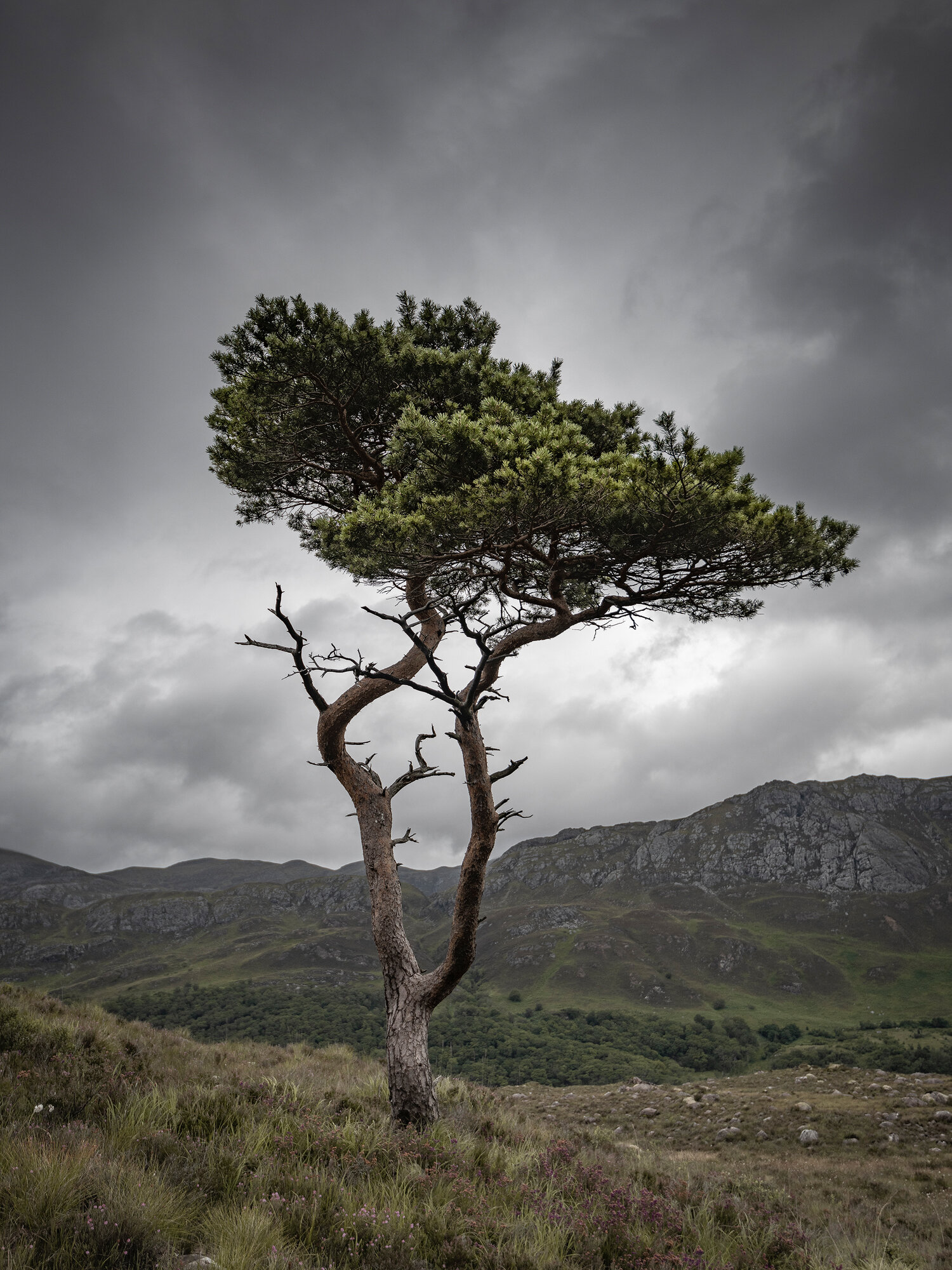 torridon tree.jpg