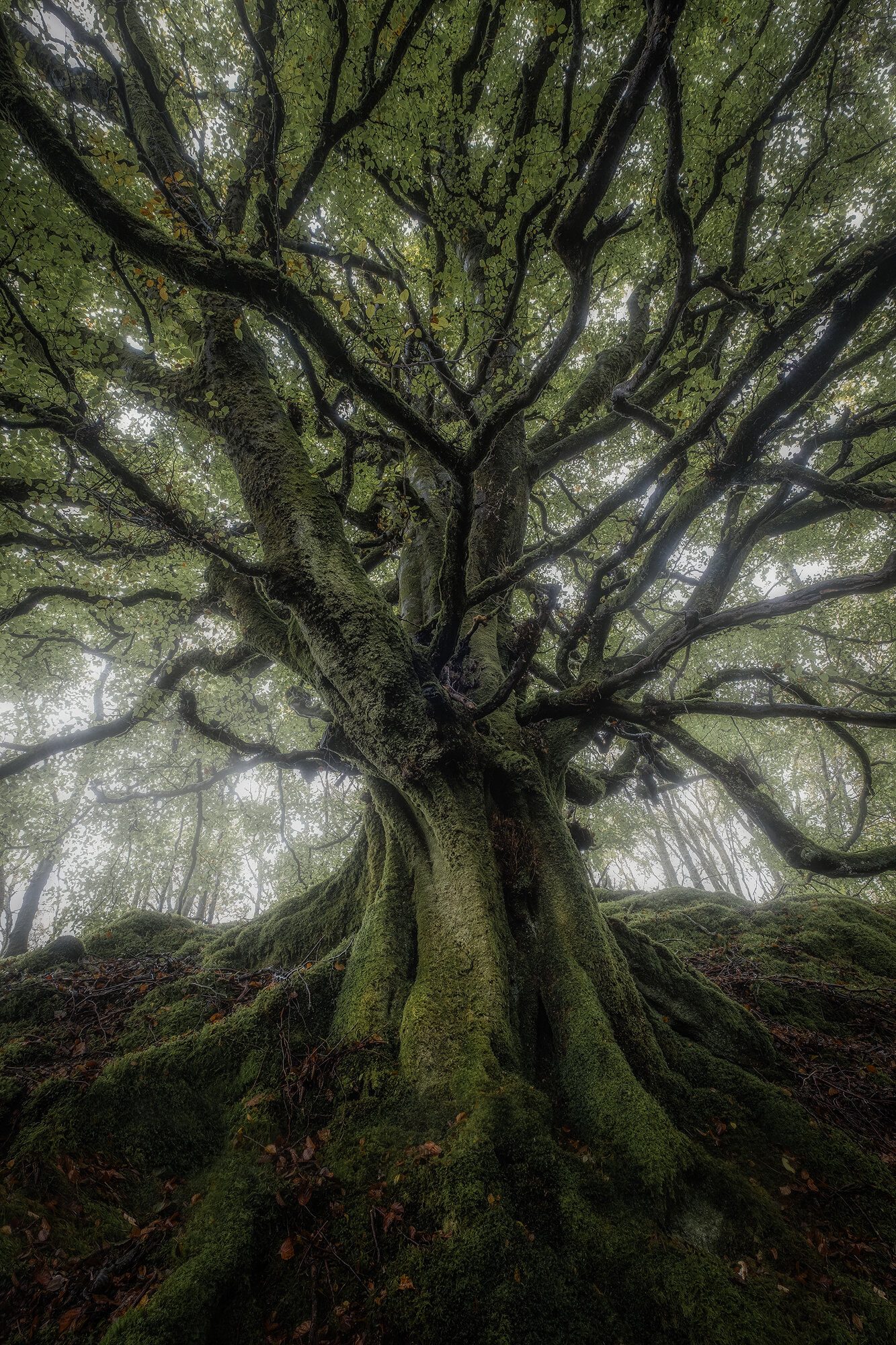 ness glen tree.jpg