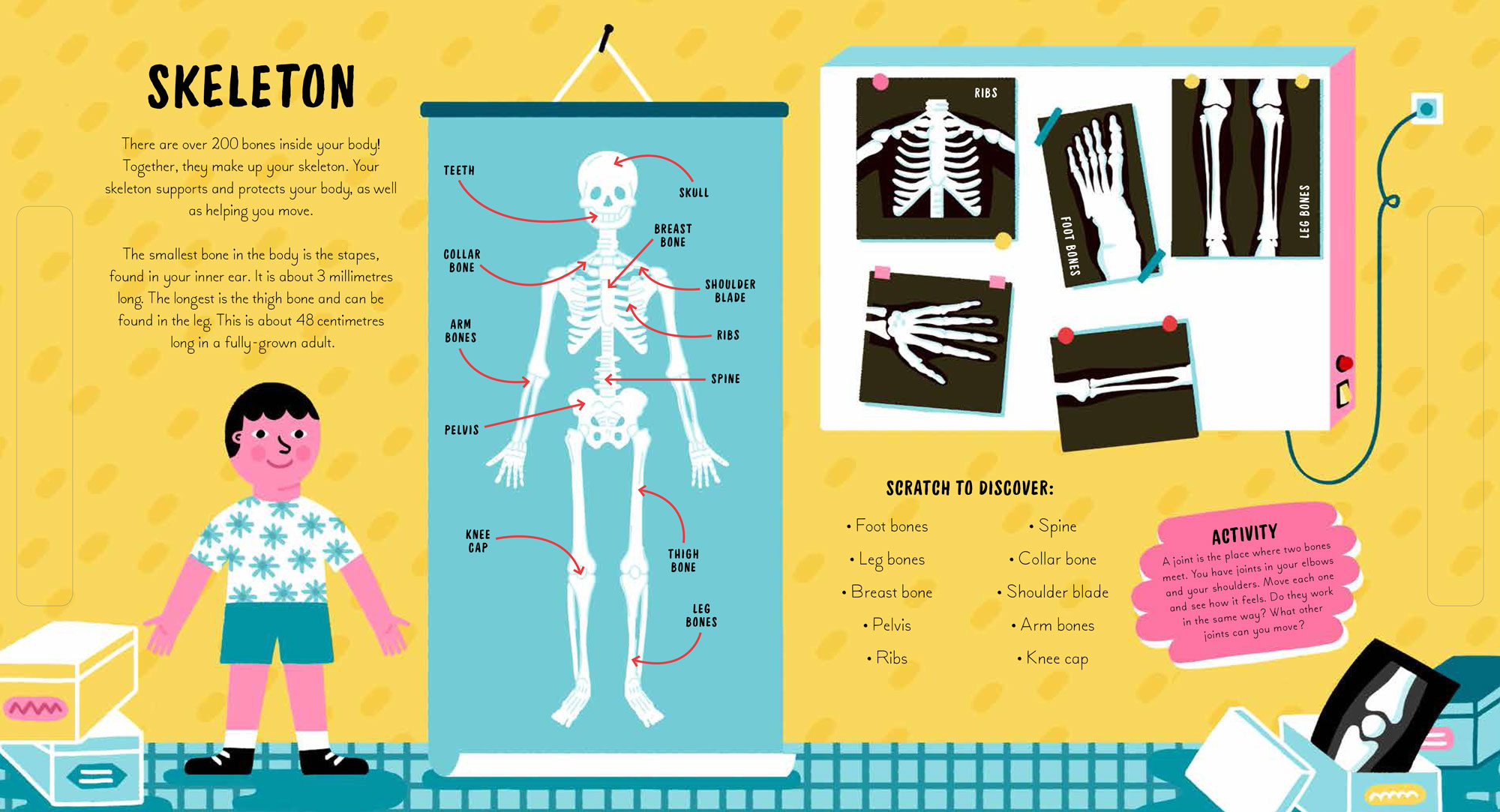 Scratch-and-Discover-Human-Body-(2)-4.jpg