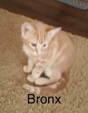 Bronx.jpg