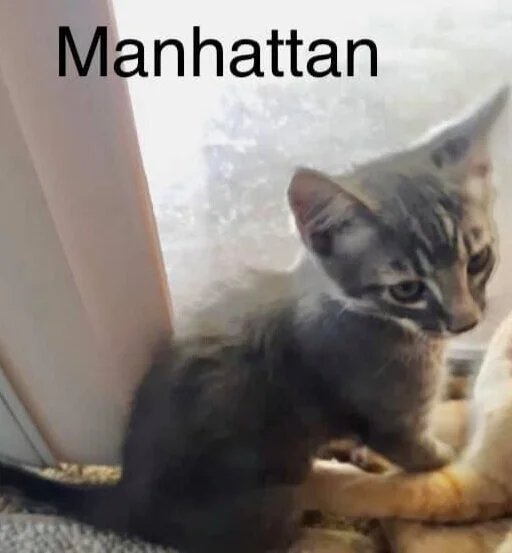 Manhattan.jpg
