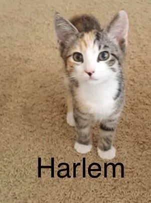 Harlem.jpg