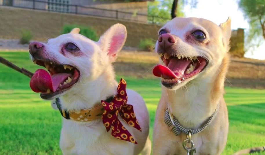 Peoria's Pet Market