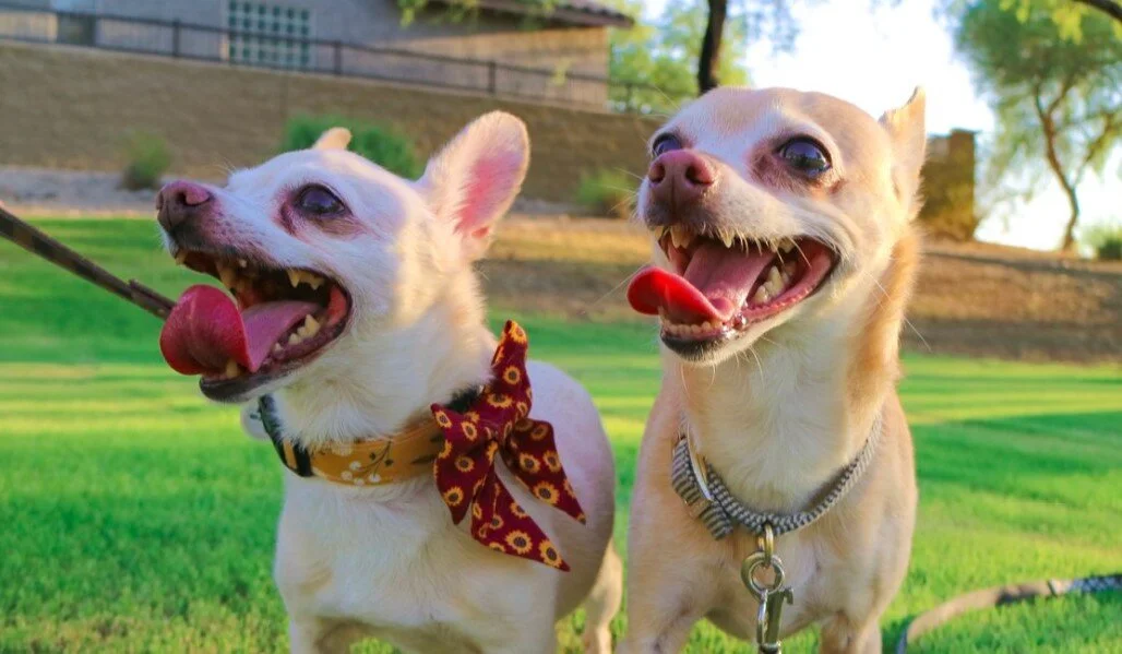 Pet Adoptions