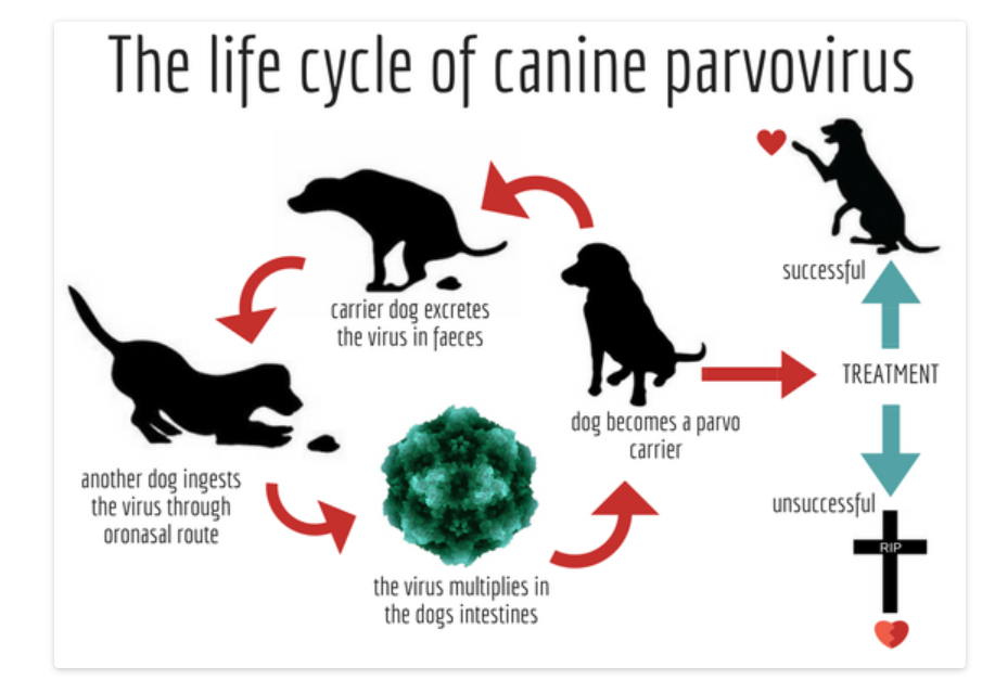 do puppies with parvo survive