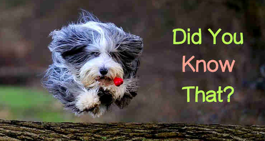 10 Interesting Facts About Dogs — Saving Orphan Souls Rescue