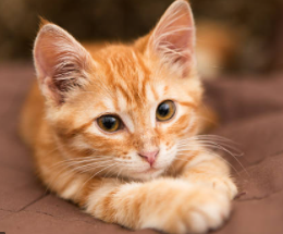 The Difference Between Orange Cats & Tabby Cats? â€” Saving Orphan Souls  Rescue