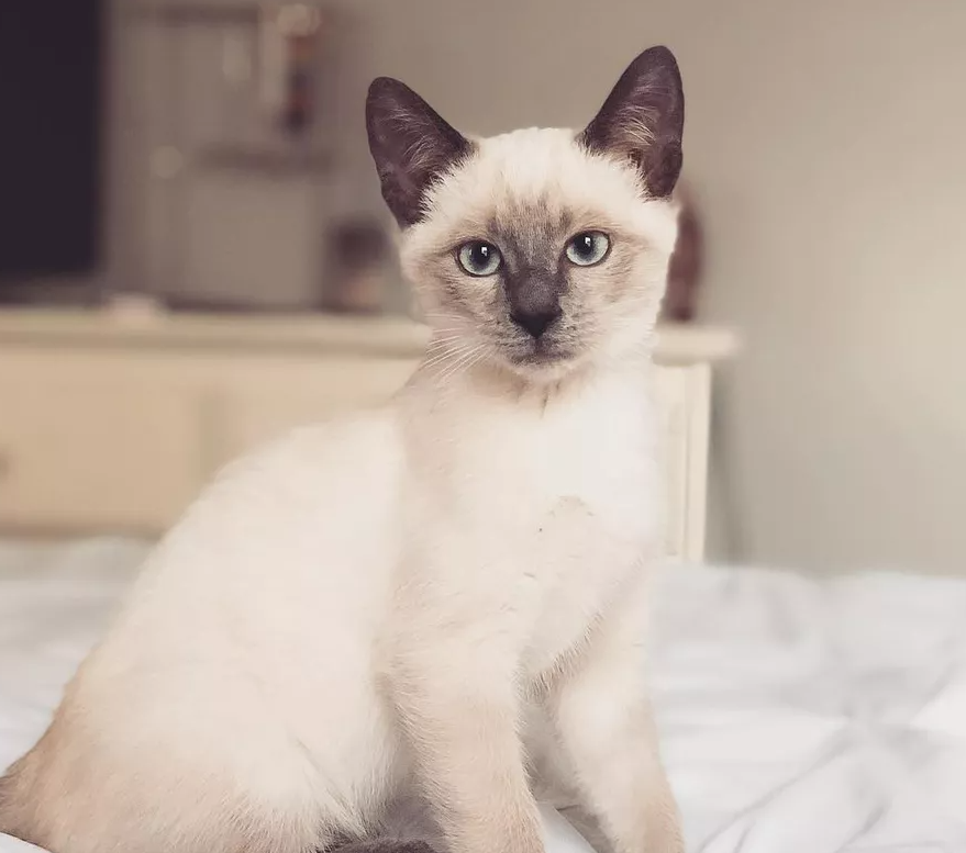 Siamese Cat Facts — Saving Orphan Souls Rescue