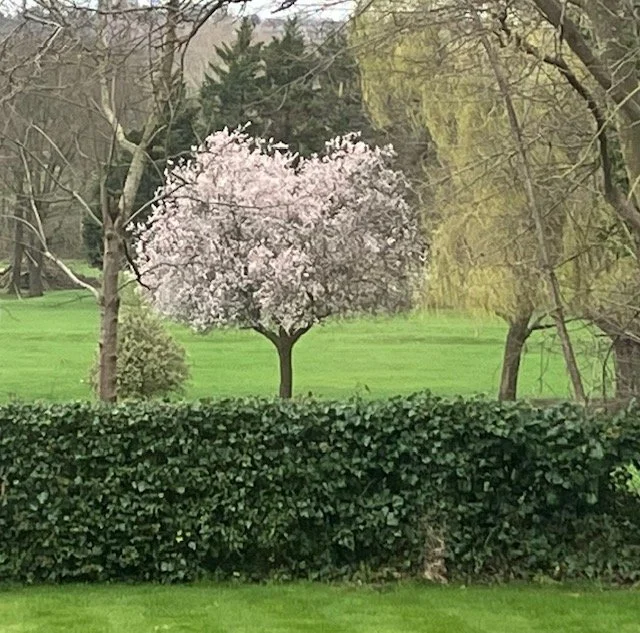 Spring Comes Bouncing In