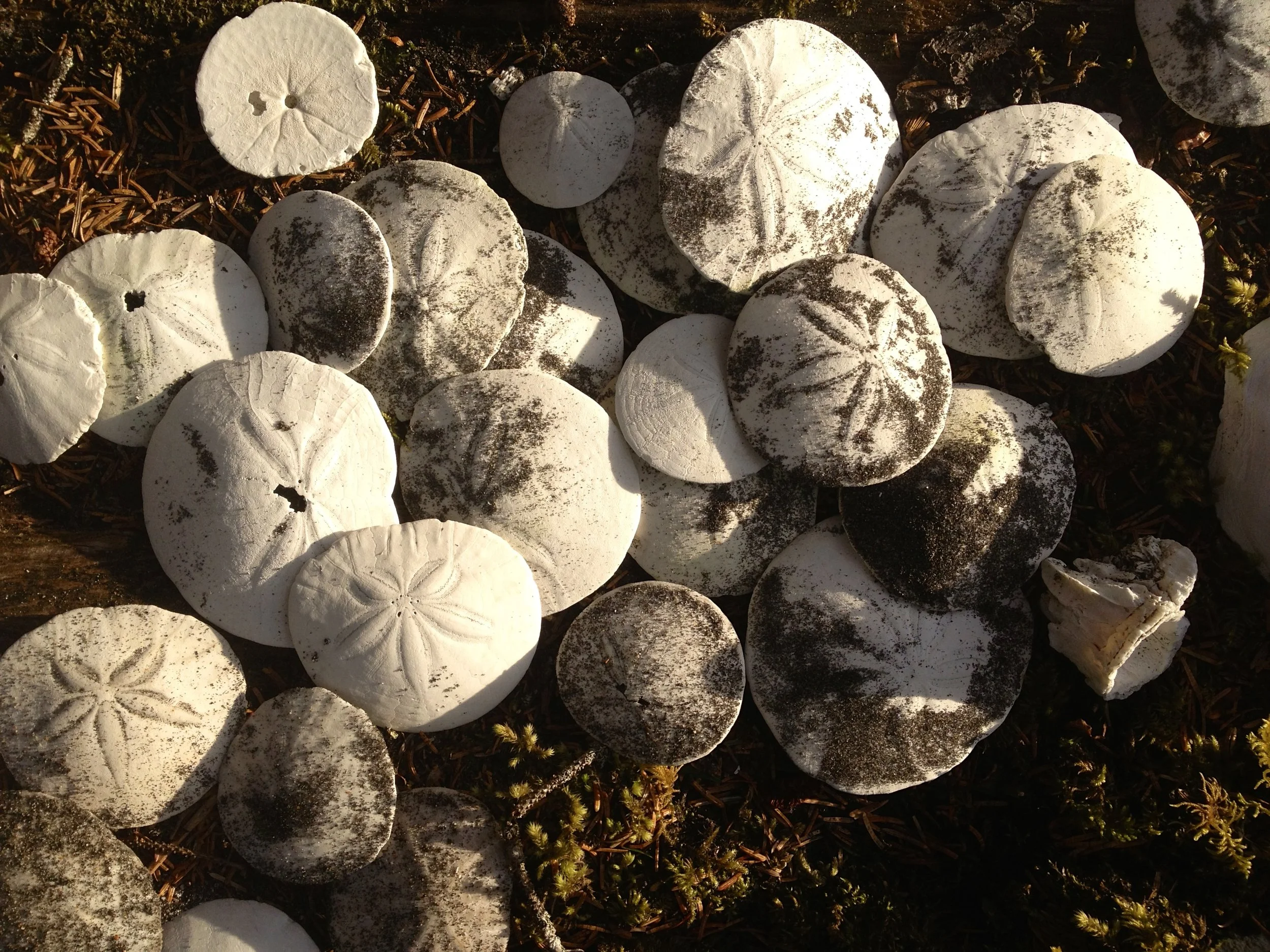 Sand Dollars.jpeg