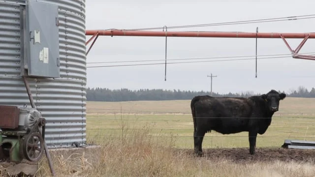 Midwest Seed Genetics: The Schueths