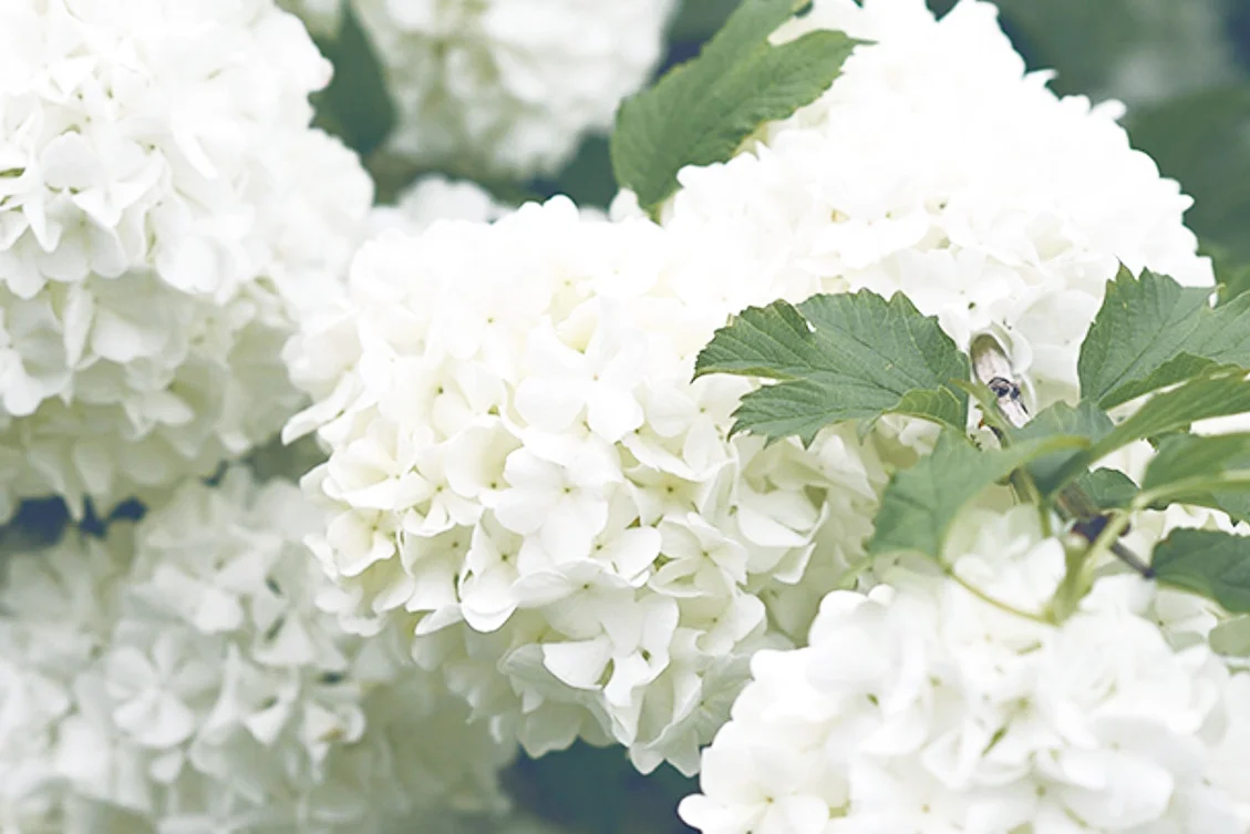 hydrangea 1.jpg