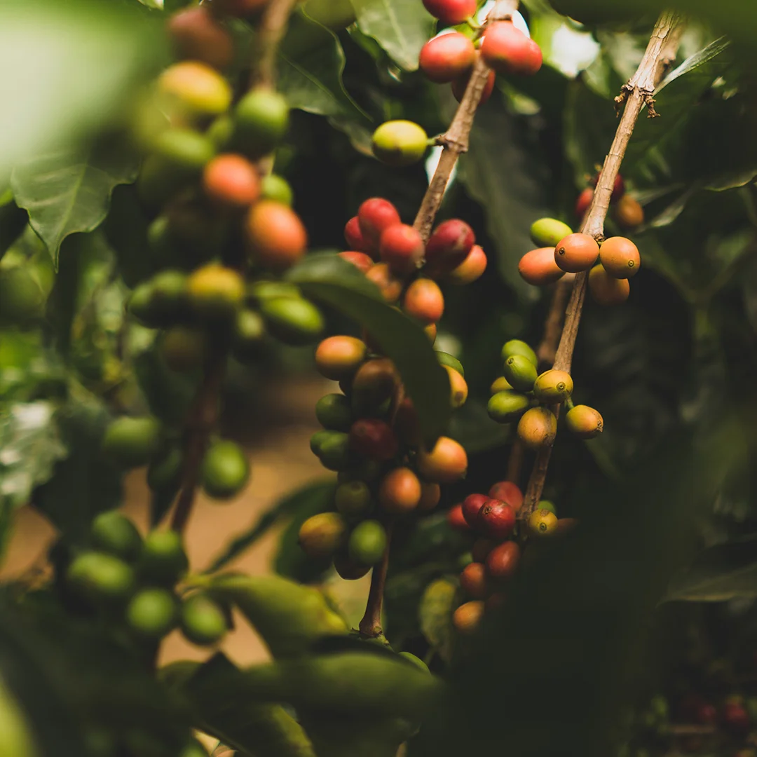 clint-mckoy-510424-unsplash_square.jpg