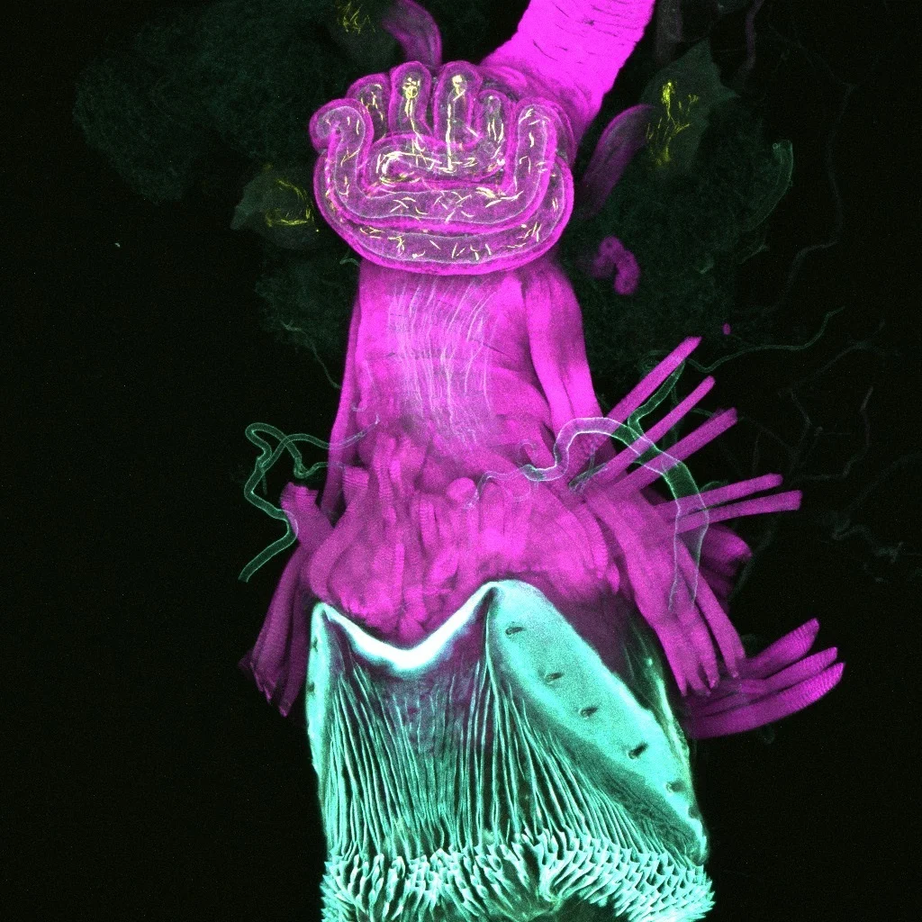 Kevin_pinkcyan.jpg