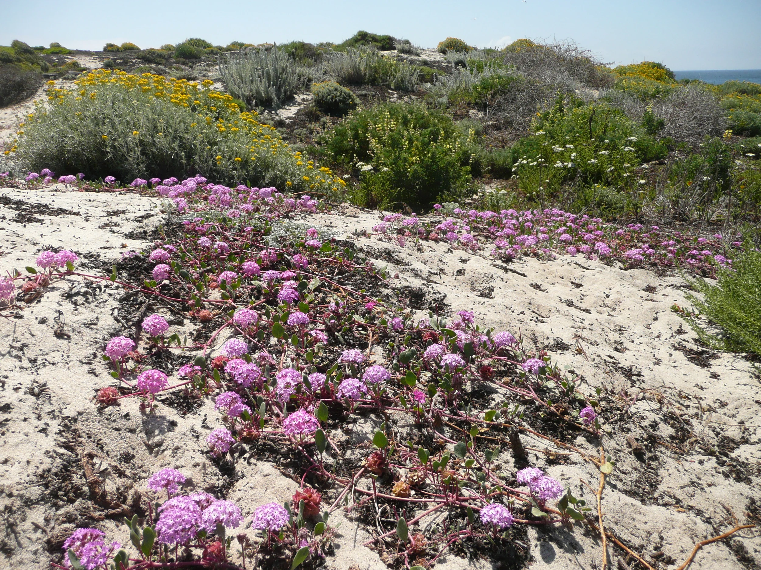 Pacific Grove Dune Restoration